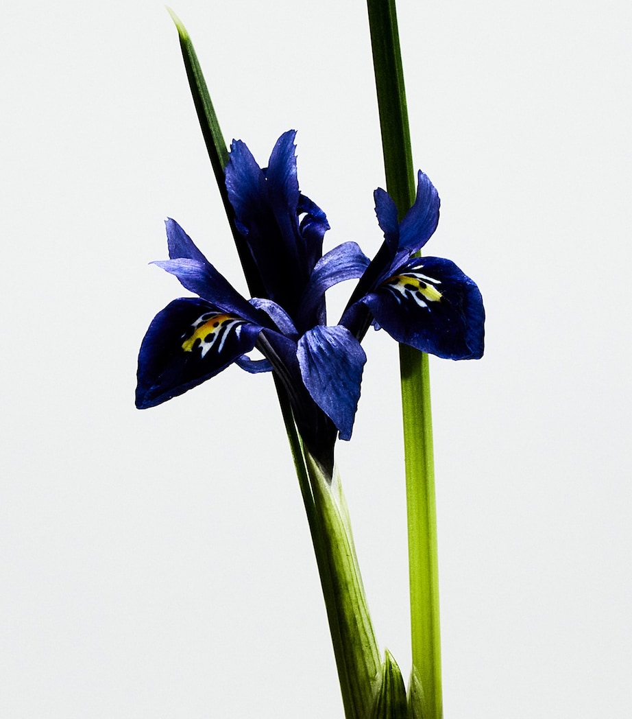 Un Paseo Por Madrid La Bella Cibeles Eau de Parfum (100ml) NO COLOUR Image 3