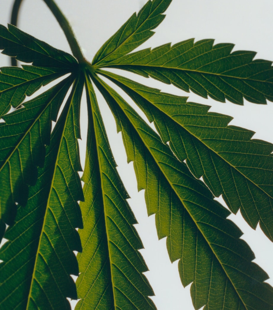 Scent of Marihuana Liquid Soap (360ml) NO COLOUR Image 3