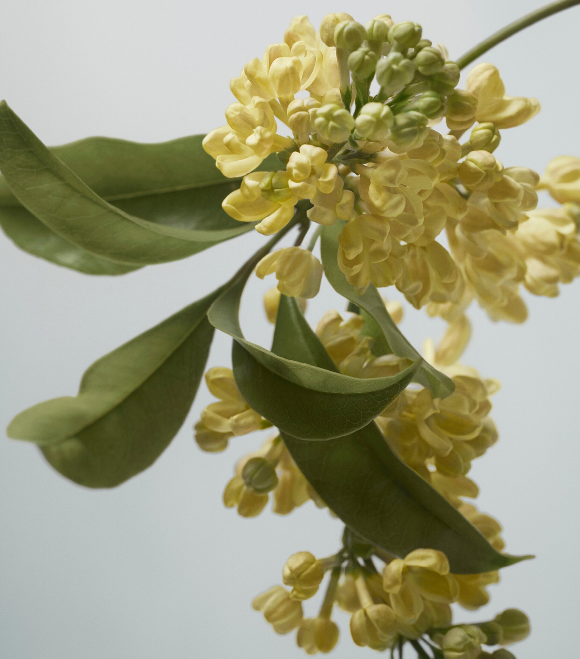 Golden Haze Eau de Parfum (100ml) NO COLOUR Image 4