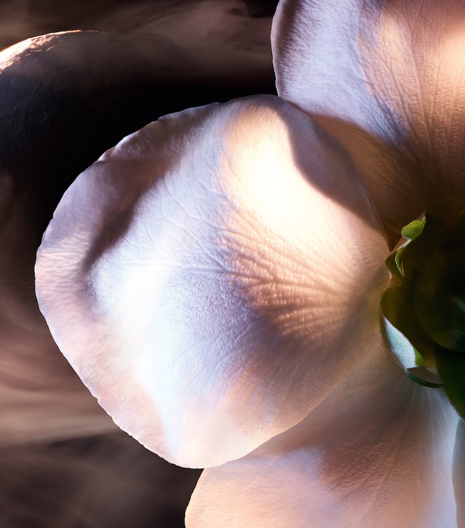 Absolue Rose On The Moon Eau de Parfum (100ml) NO COLOUR Image 7