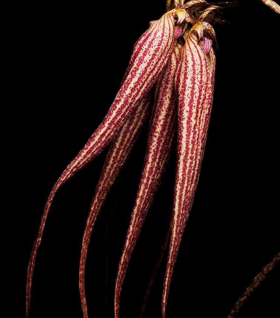 Bal D'Afrique Absolu De Parfum (50ml) NO COLOUR Image 4