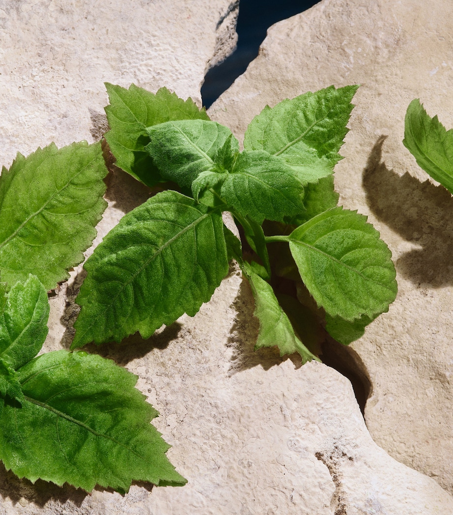 Light Blue Pour Homme Eau de Toilette (100ml) NO COLOUR Image 5