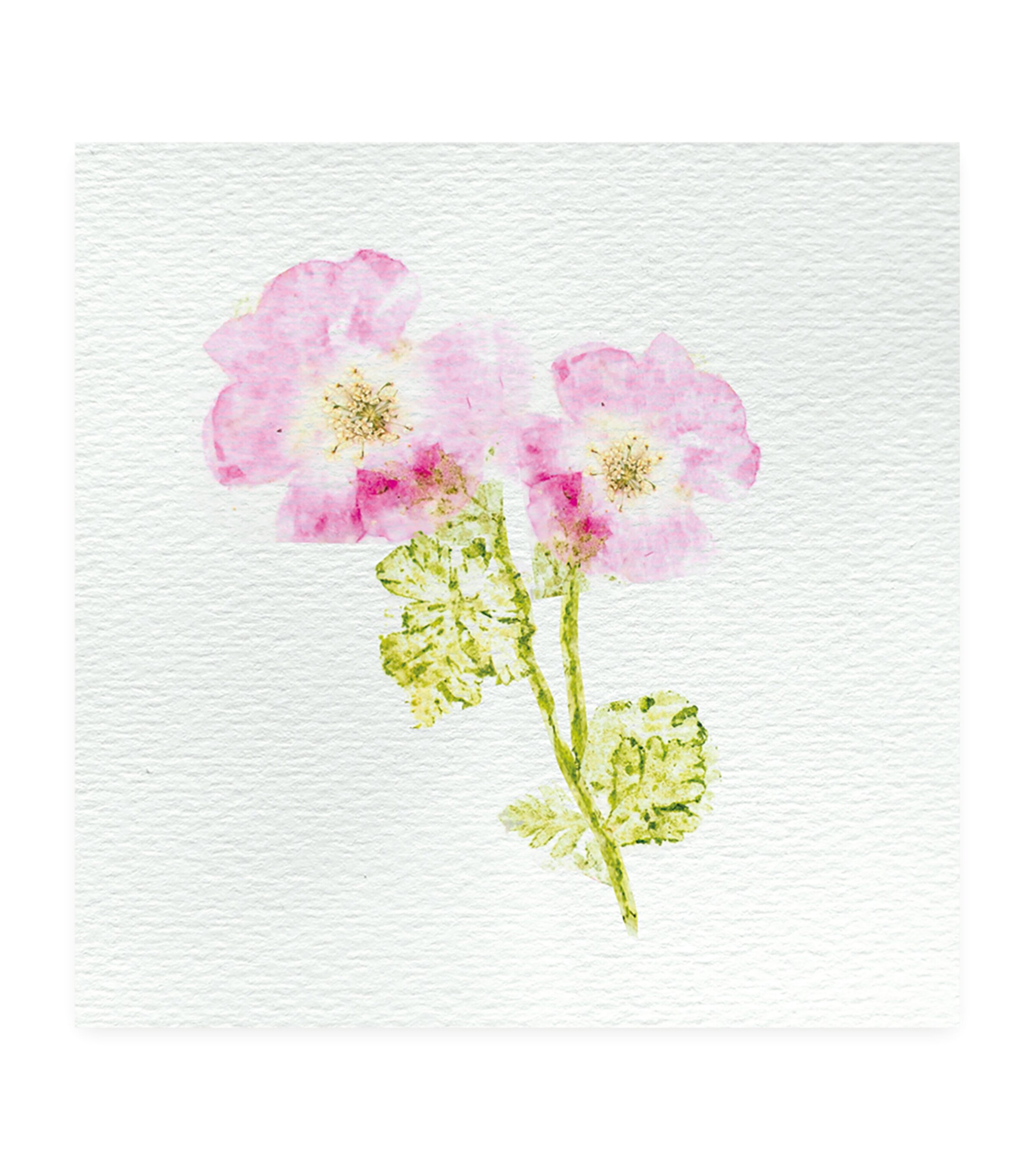 Flower Press Multiactivities Set MULTI Image 7