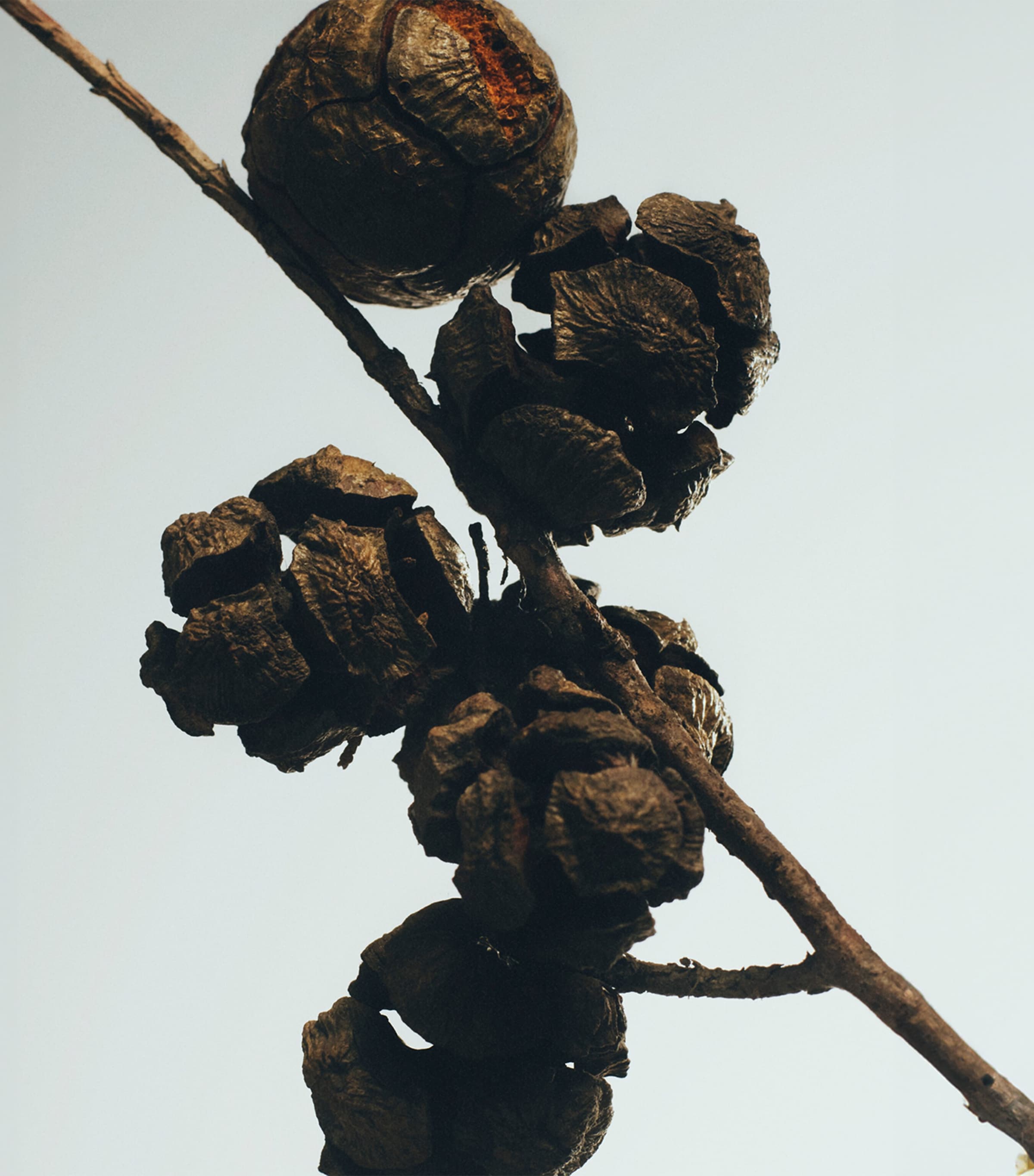 Cypress Balls Chandelier Candle NO COLOUR Image 3