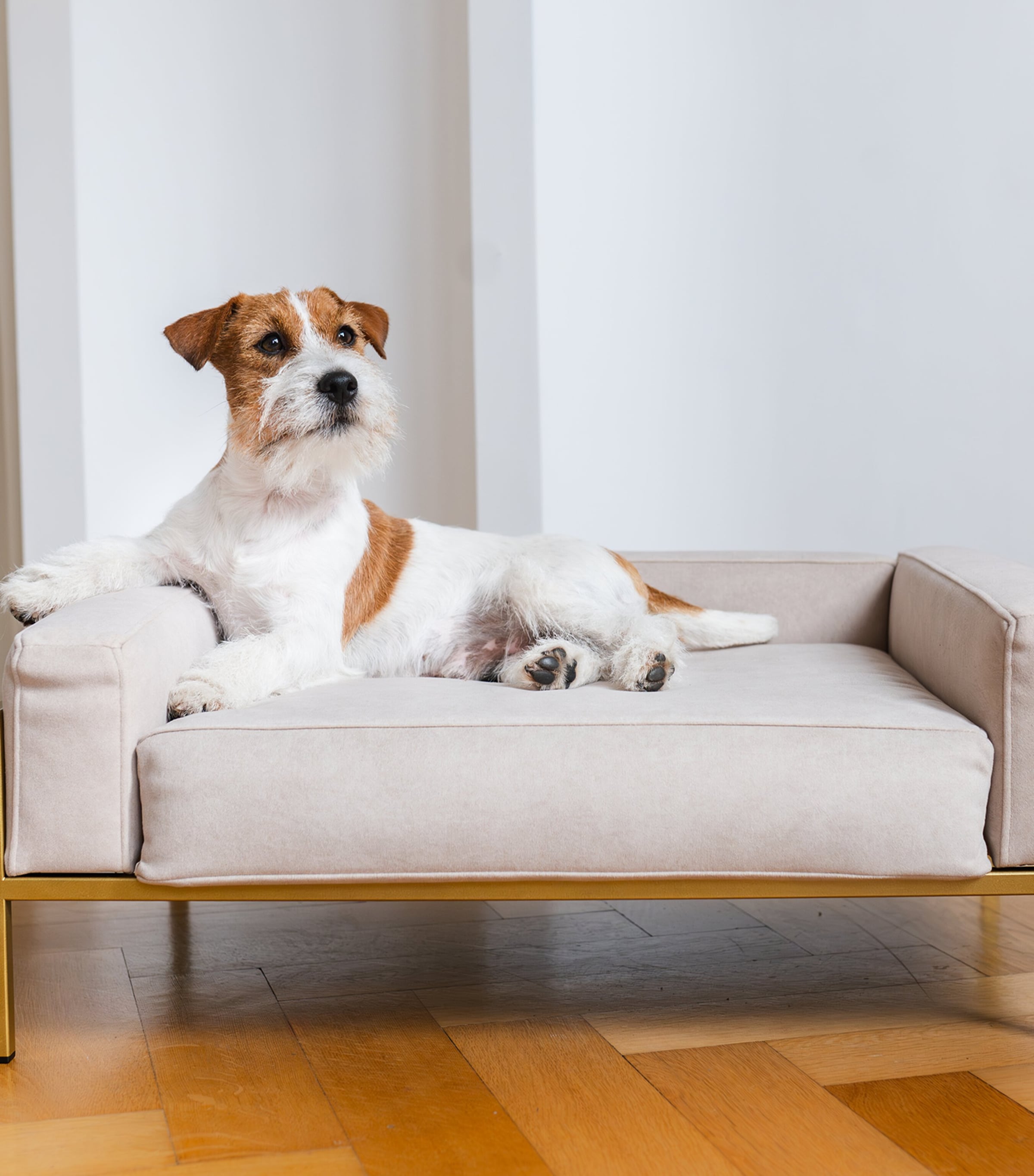 Medium Kensington Dog Sofa BEIGE+GOLD Image 5