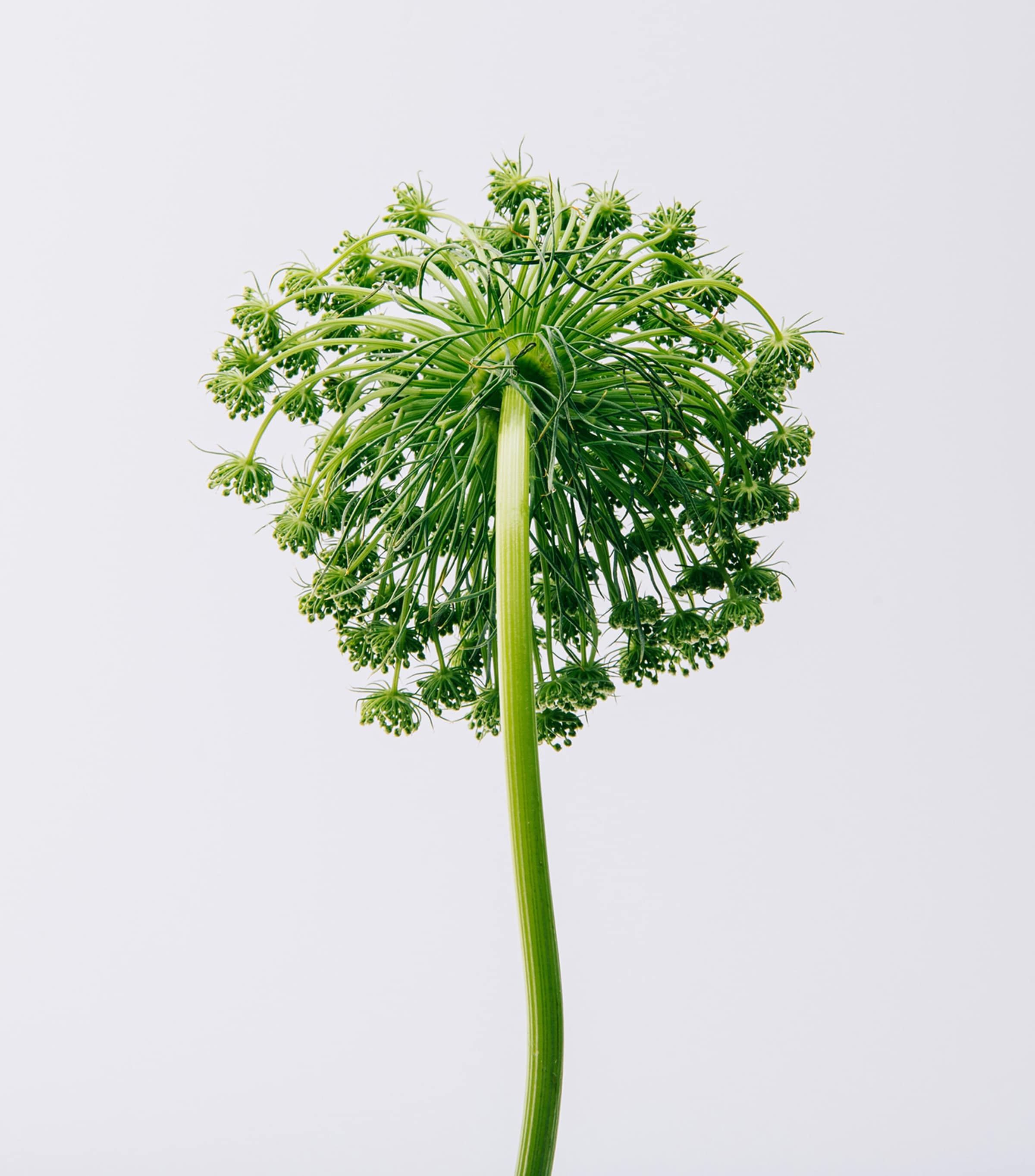 Aire Eau de Toilette (100ml) NO COLOUR Image 3