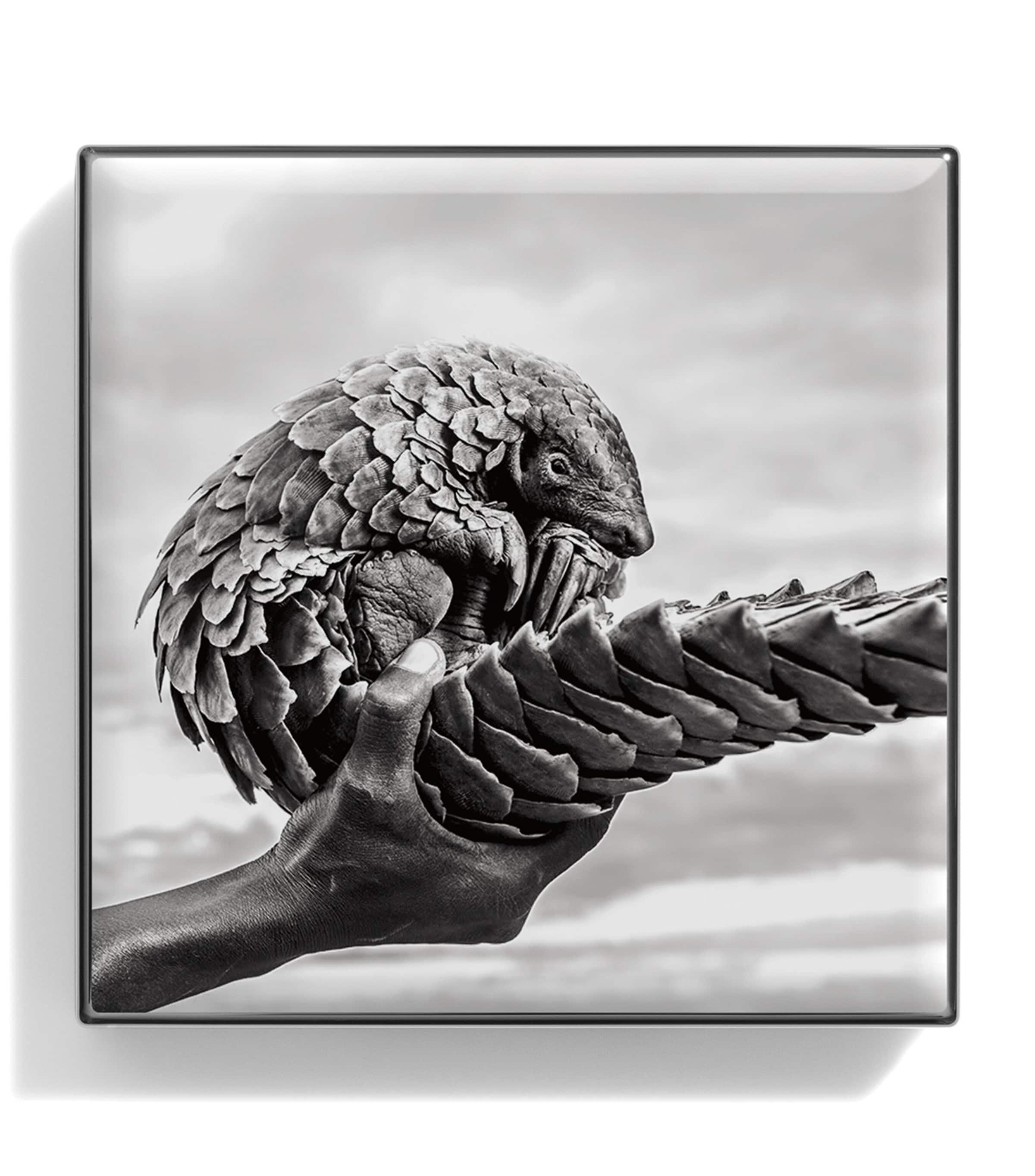 Luminous Eye Shade PANGOLIN Image 2