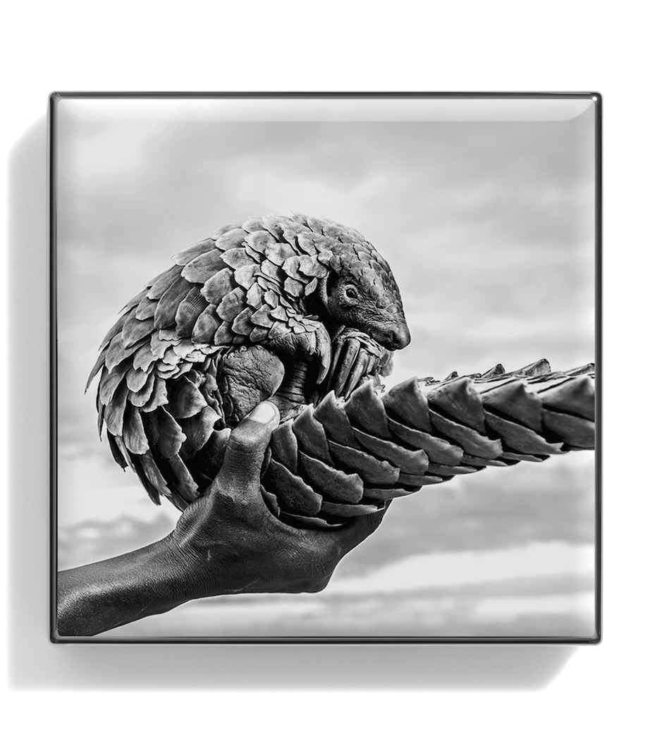 Luminous Eye Shade PANGOLIN Image 2