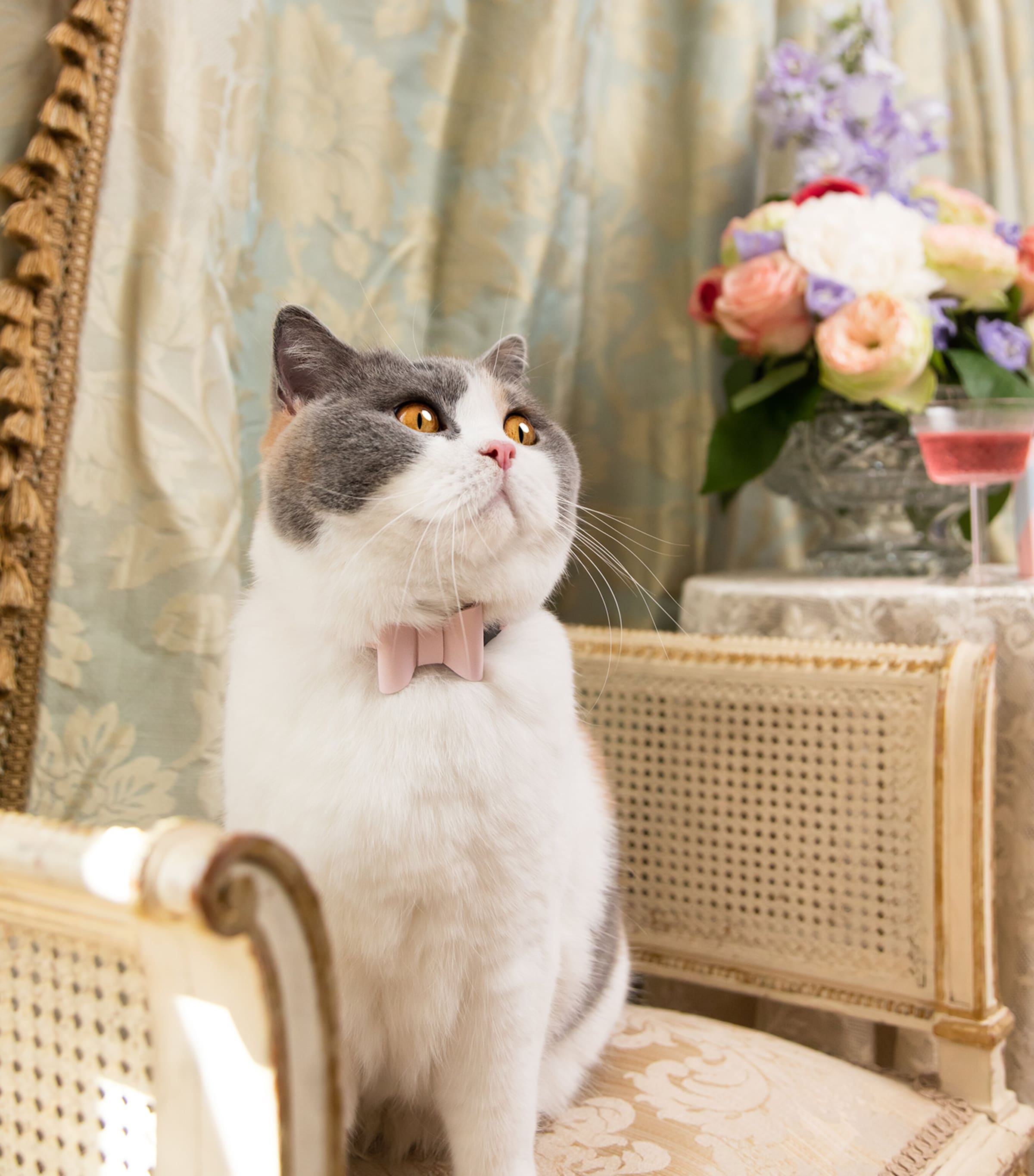 Cheshire & Wain Small Rococo Cat Collar With Bow Pink Image 3
