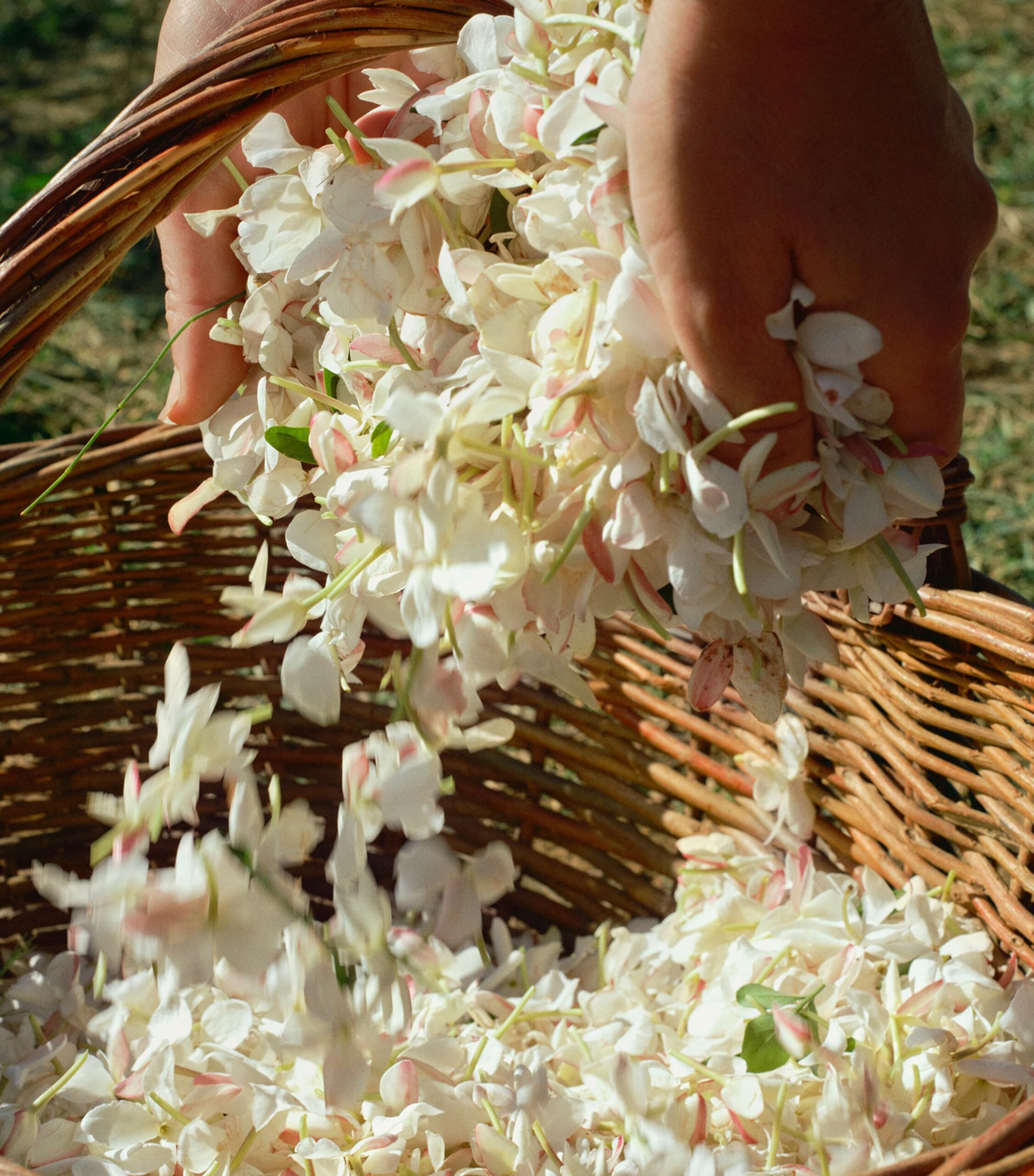 Gelsomino a Freddo Eau de Parfum (100ml) NO COLOUR Image 5