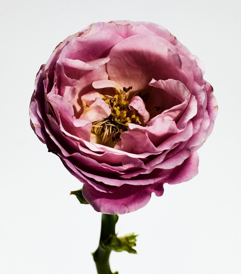 Un Paseo Por Madrid Rosaleda Eau de Parfum (100ml) NO COLOUR Image 3