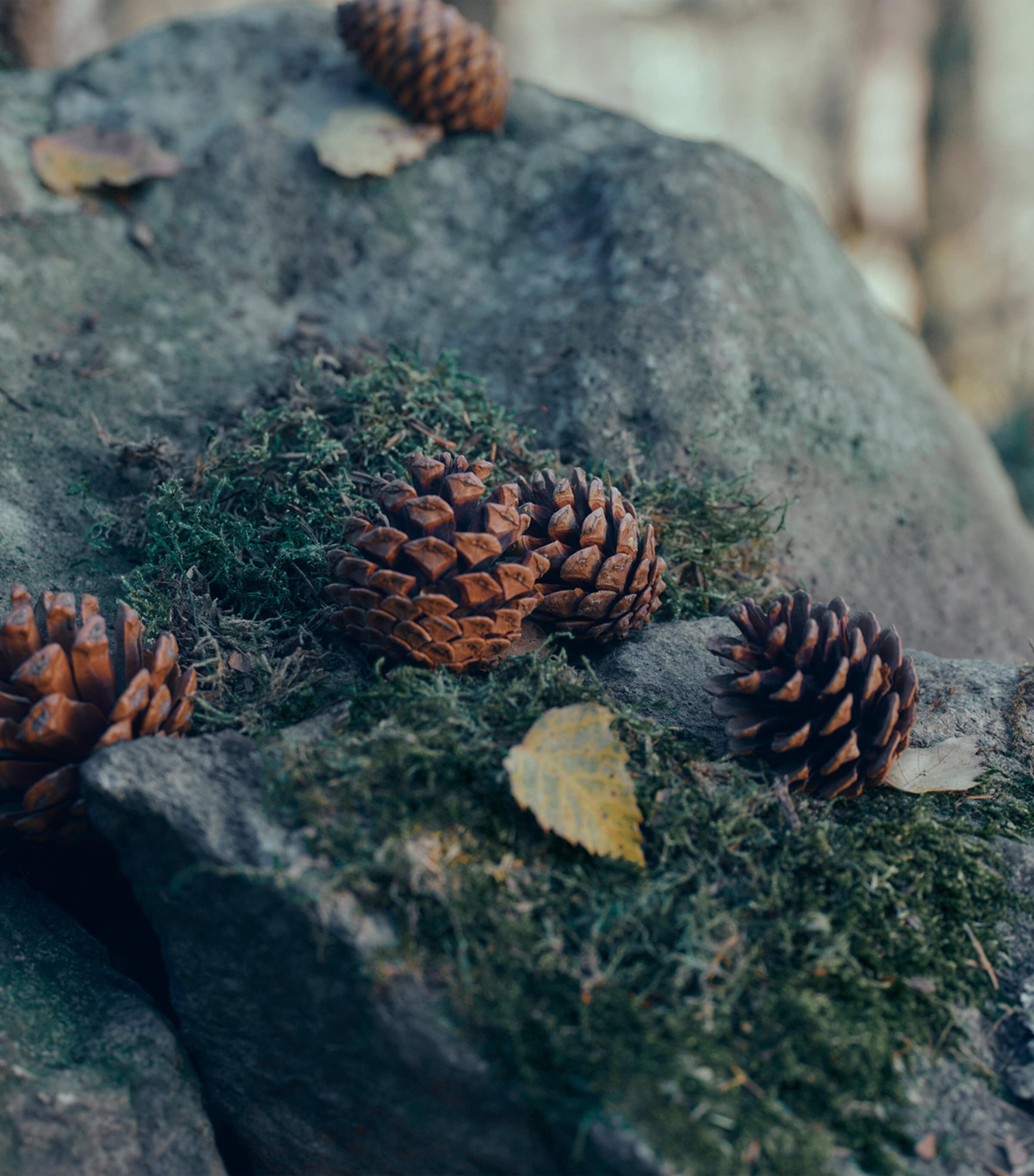 Il Sottobosco Eau de Parfum (100ml) NO COLOUR Image 4