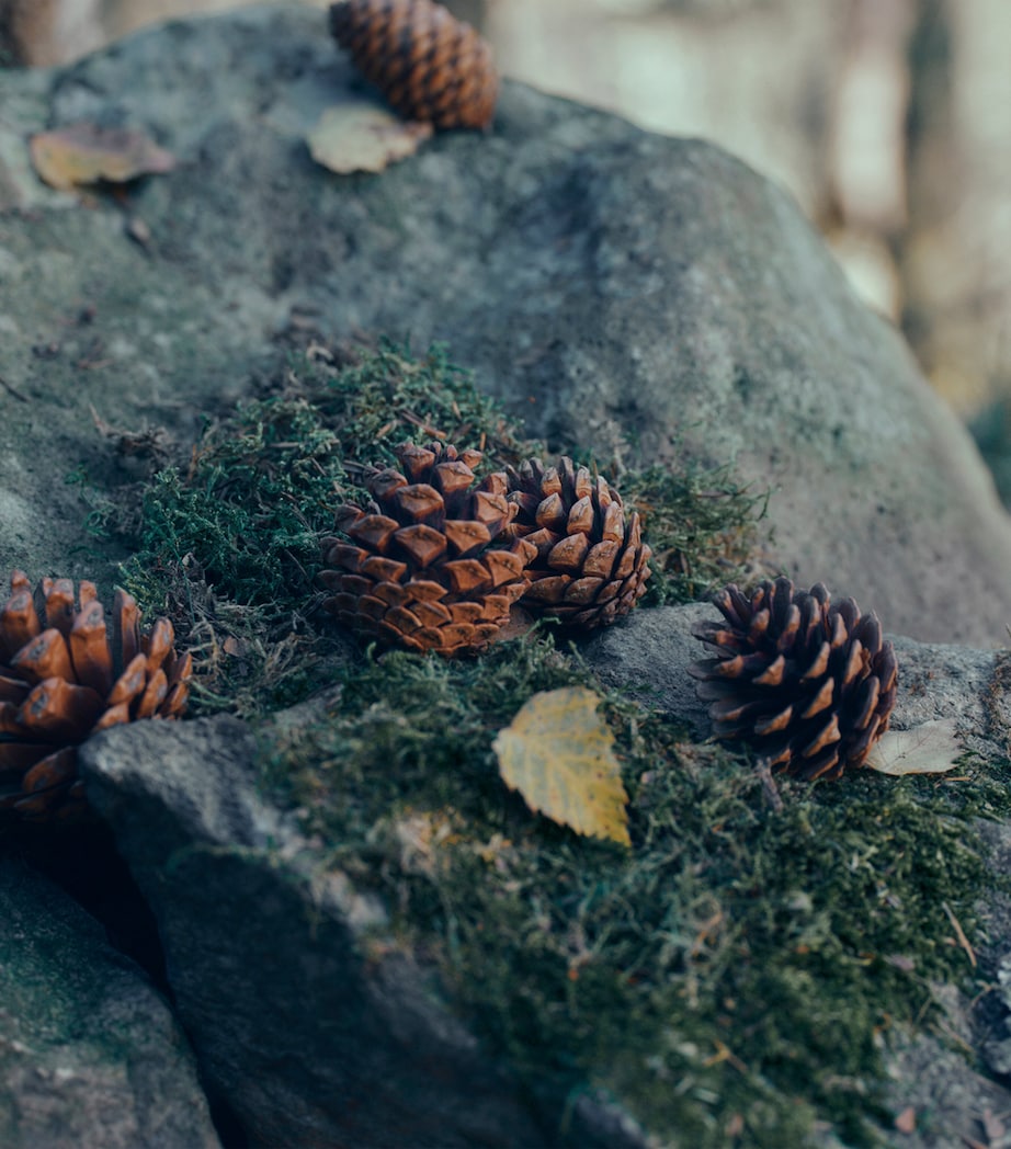 Il Sottobosco Eau de Parfum (100ml) NO COLOUR Image 4