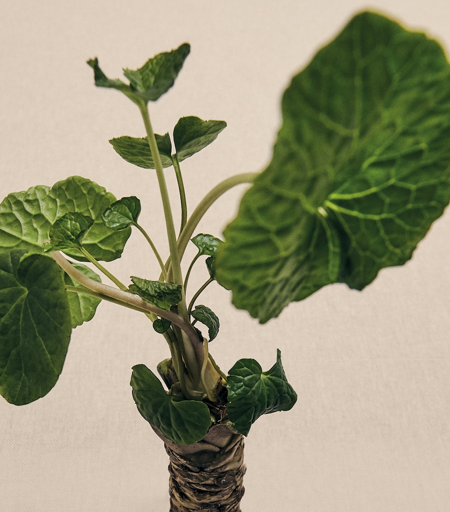 LOEWE Wasabi Room Spray (150ml) Image 3