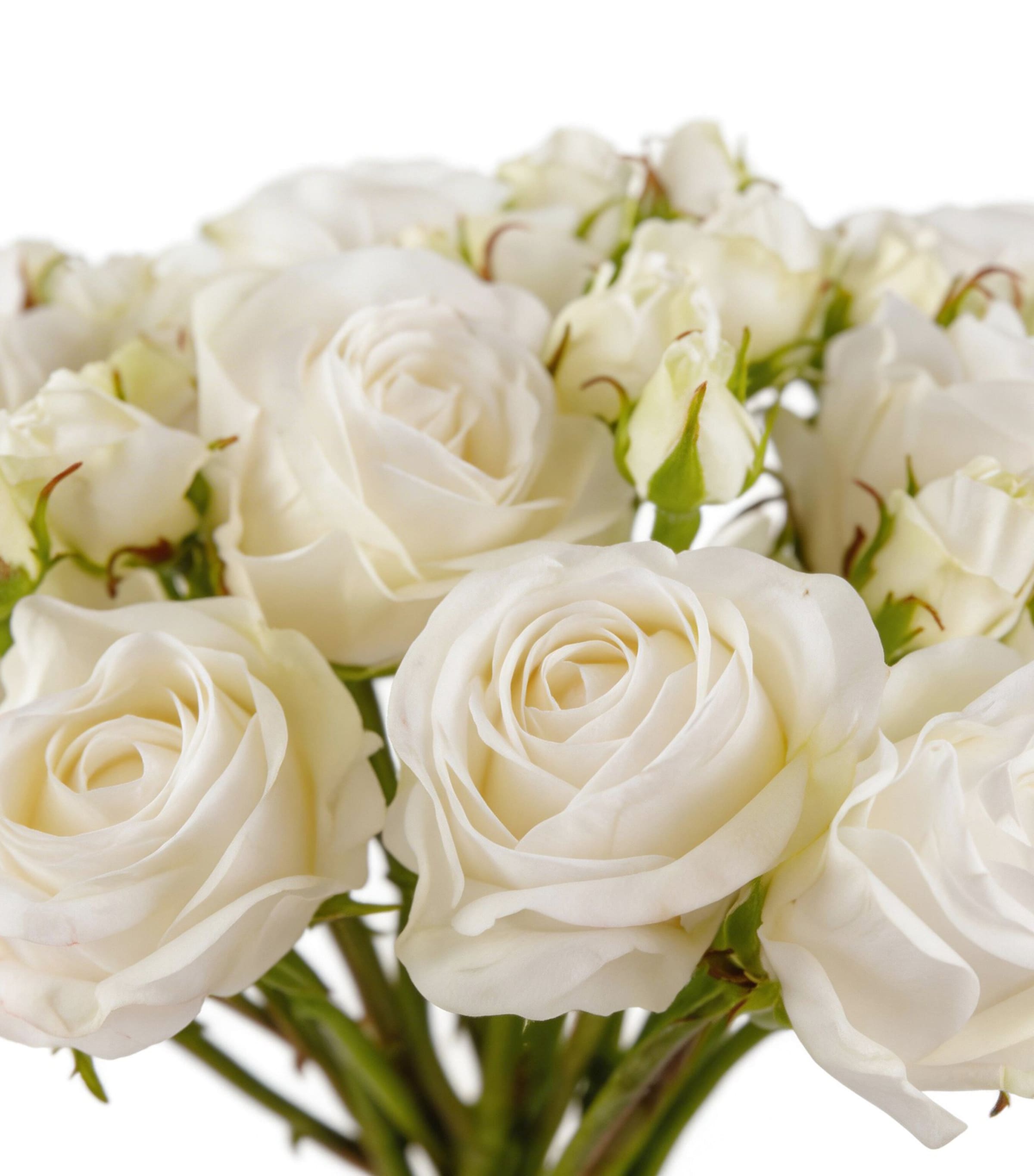 Silk-ka Artificial Rose Flower Bouquet Cream Image 4