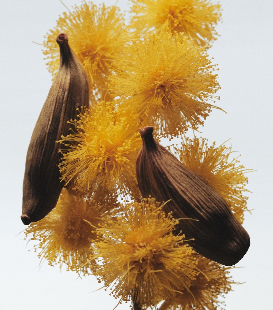 Mimosa & Cardamom Cologne (100ml) NO COLOUR Image 3