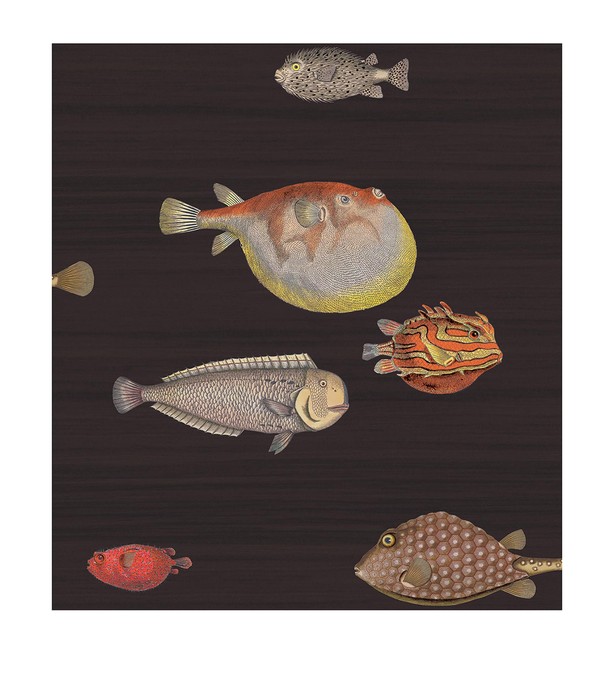 Cole & Son x Fornasetti Acquario Wallpaper Roll Charcoal Image 1
