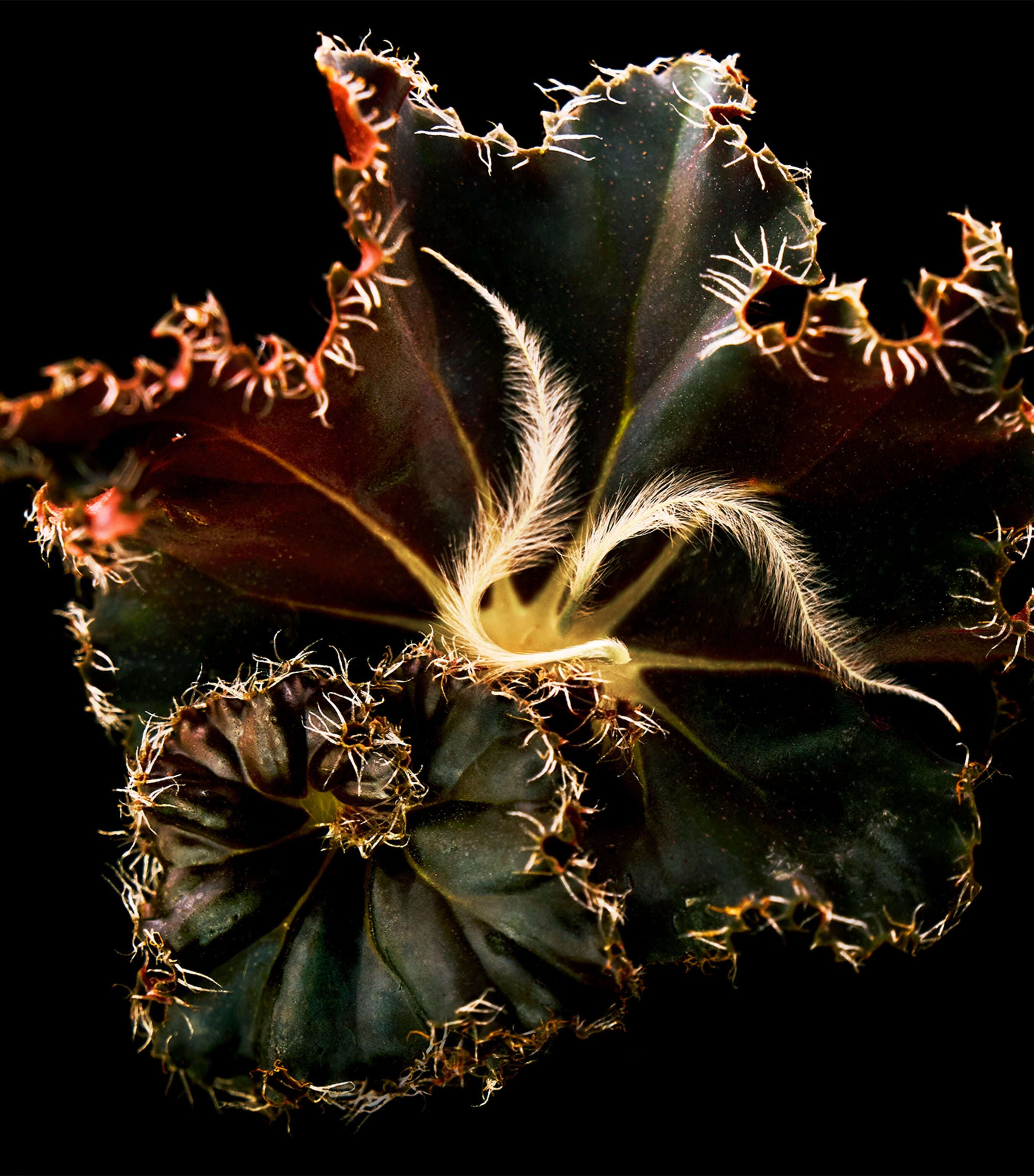 Mojave Ghost Absolu de Parfum (50ml) NO COLOUR Image 6