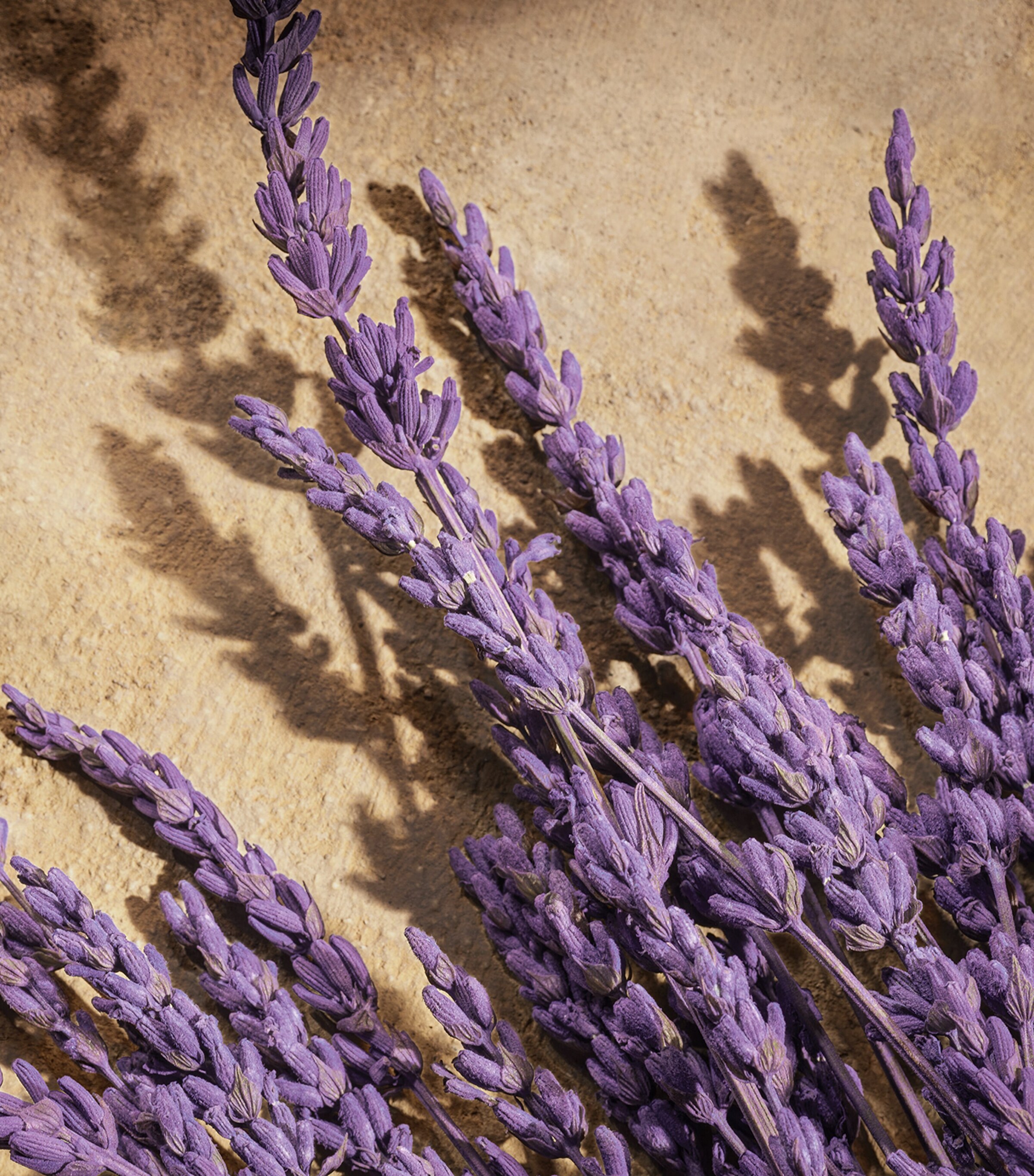 Devotion For Men Parfum (50ml) NO COLOUR Image 5