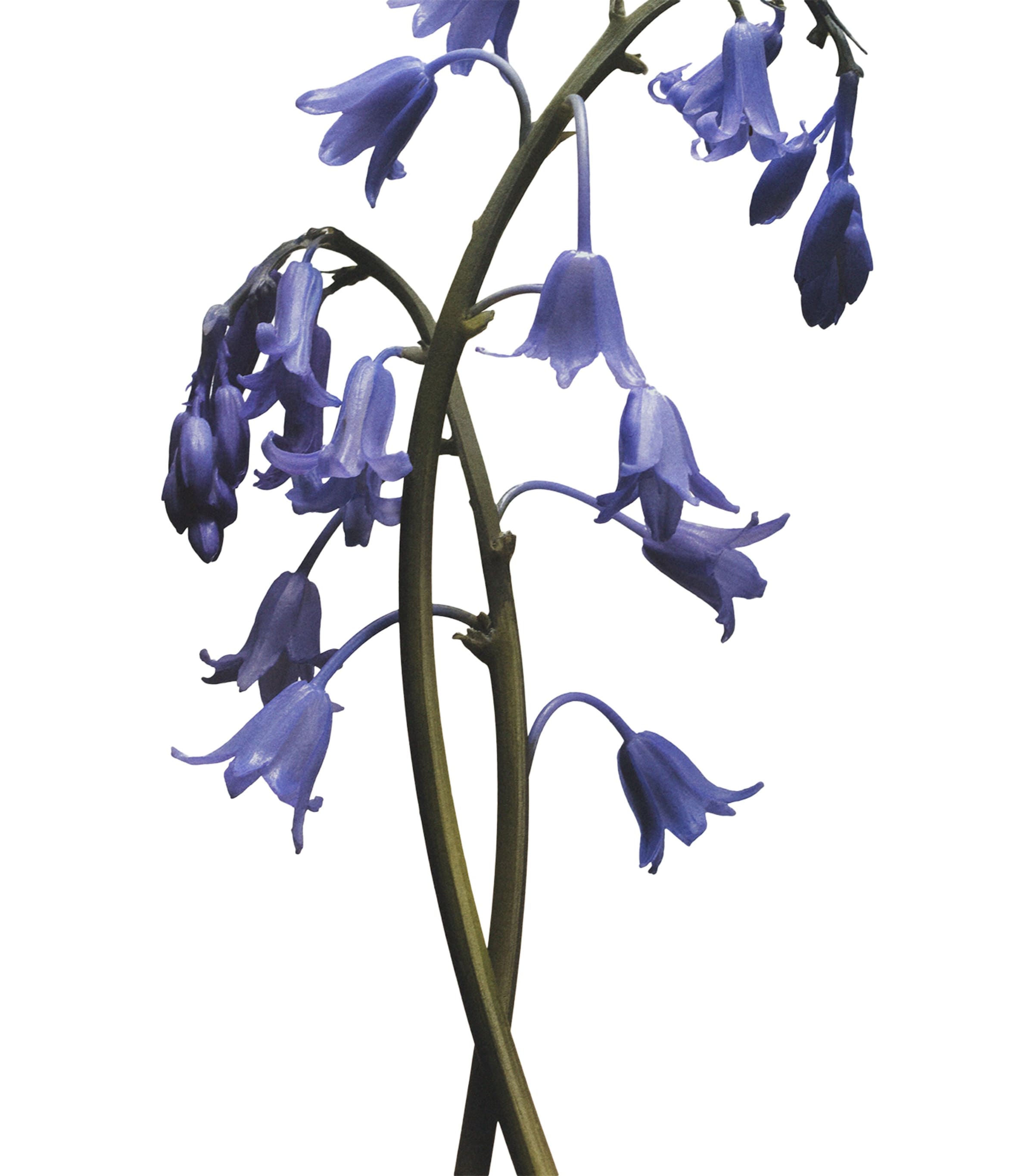 Wild Bluebell Body And Hand Wash (250ml) NO COLOUR Image 3