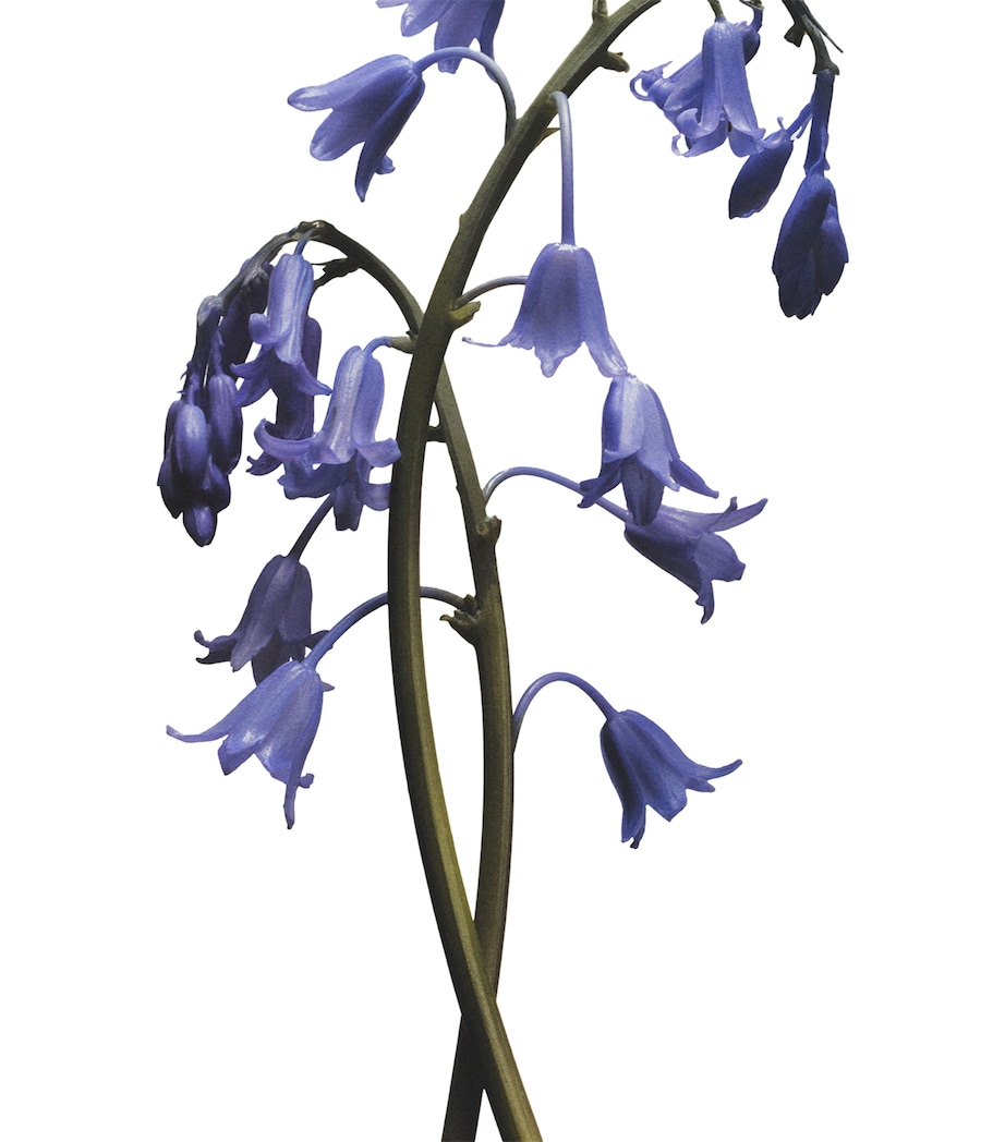 Wild Bluebell Body And Hand Wash (250ml) NO COLOUR Image 3