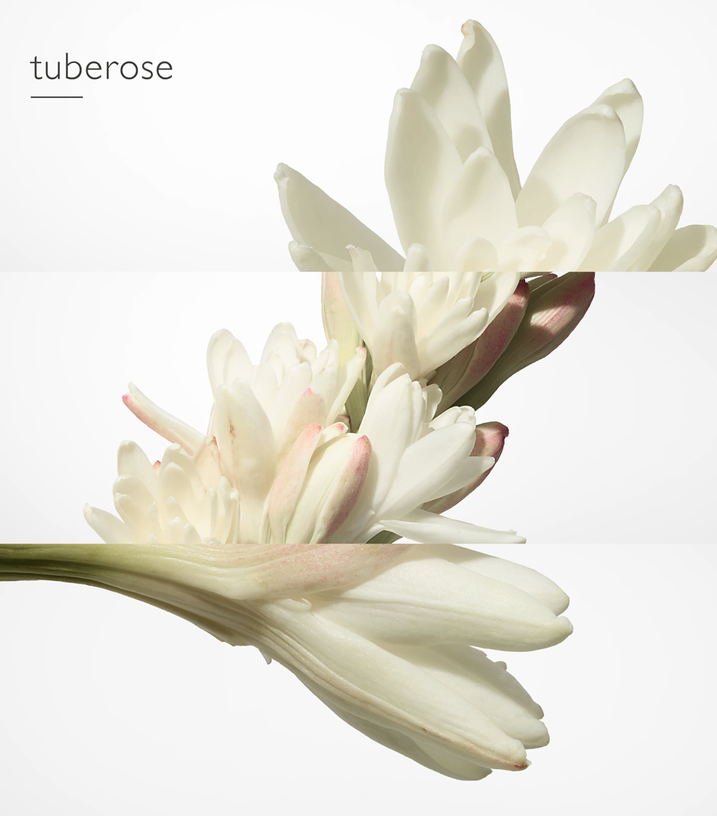 Twilly d'Hermès Eau de Parfum (50ml) NO COLOUR Image 4