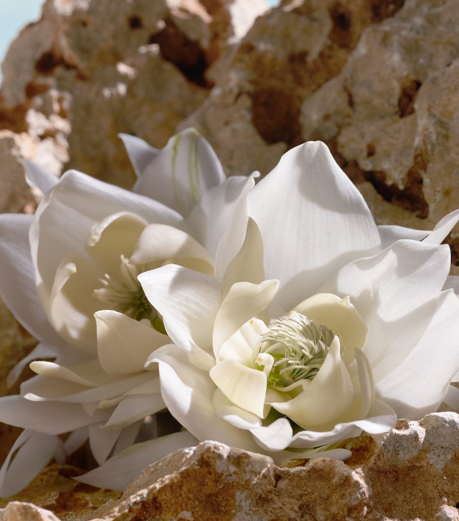 Q Elixir (50ml) NO COLOUR Image 6