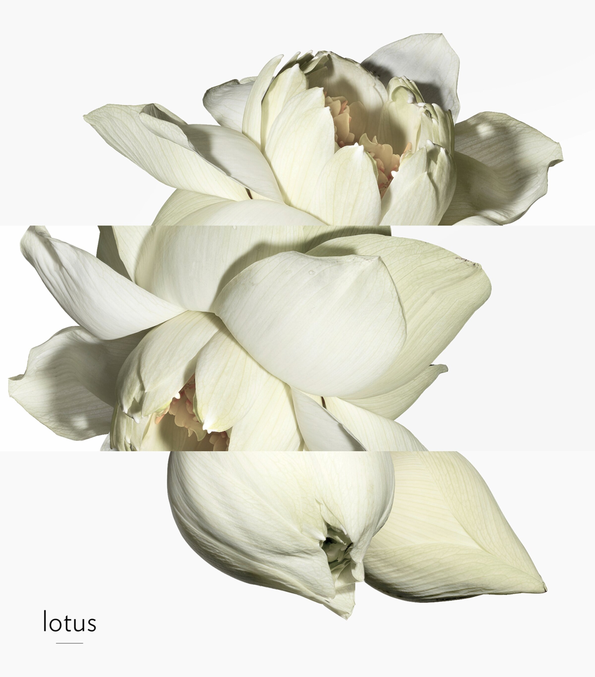 Jardin Sur Le Nil Eau de Toilette (100ml) NO COLOUR Image 5