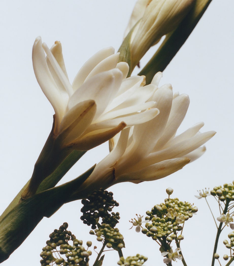 Tuberose Angelica Body Crème (175ml) NO COLOUR Image 3