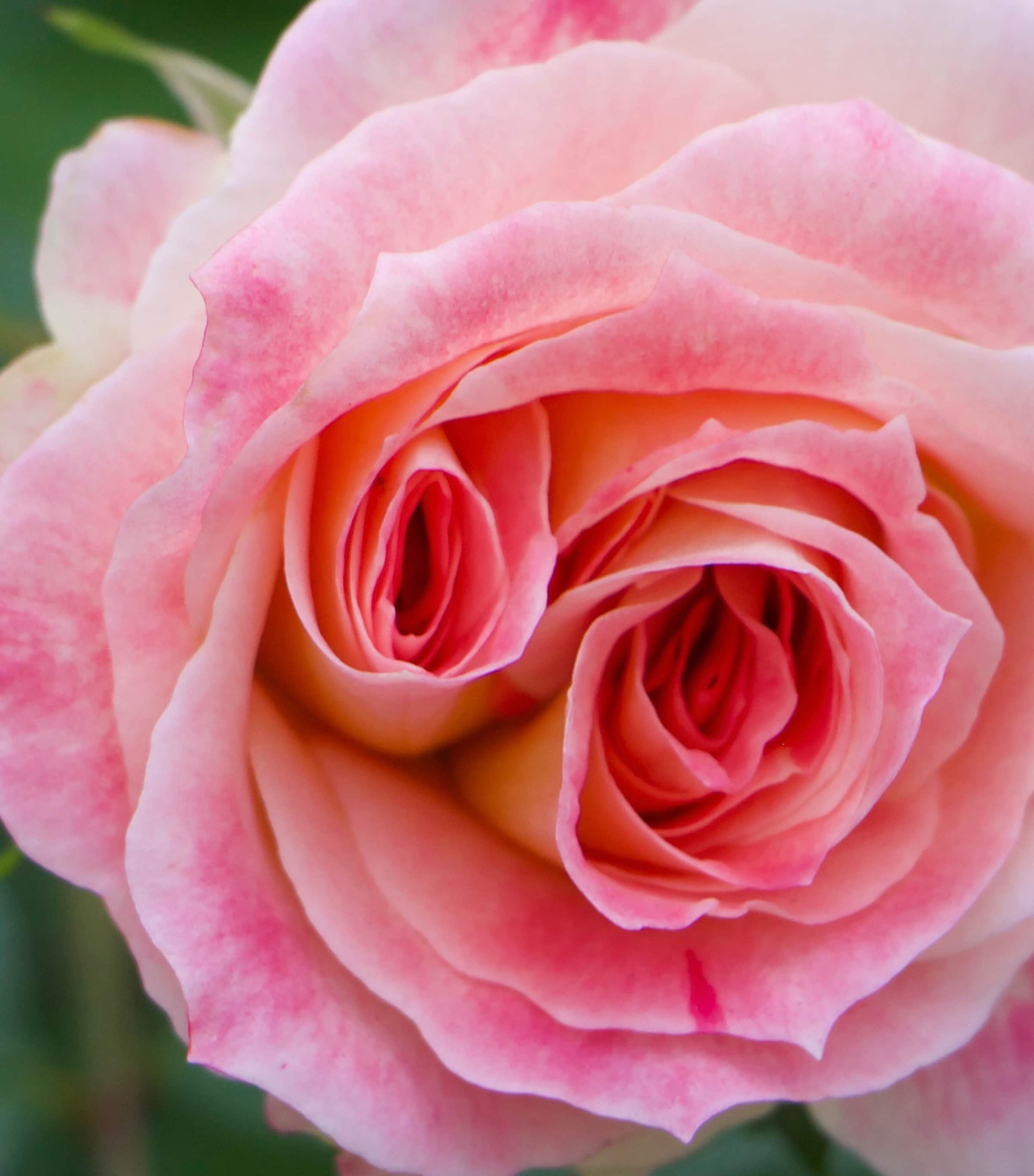 Maison Crivelli Rose Saltifolia Eau de Parfum (30ml) Image 5