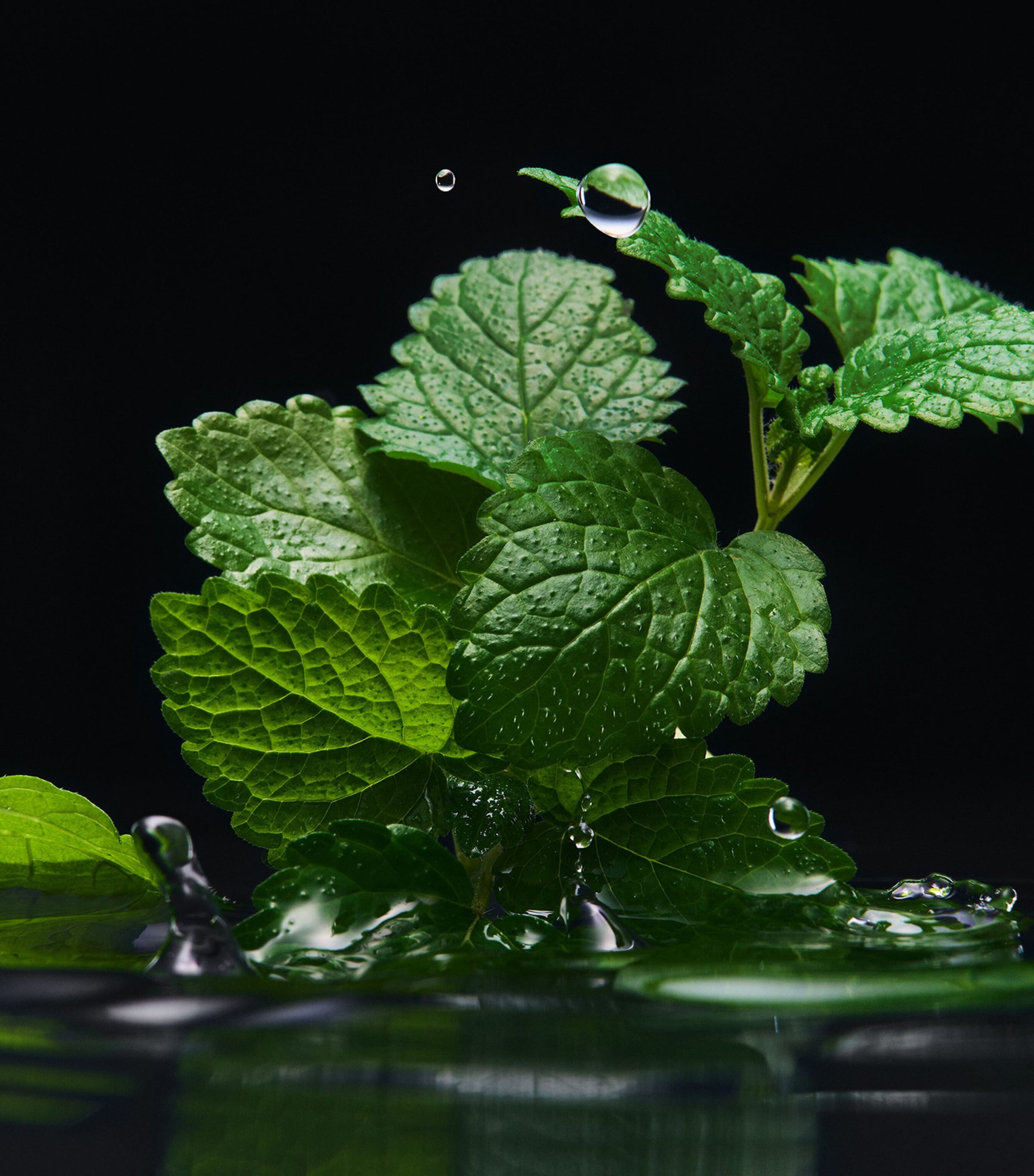 Velvet Black Patchouli Eau de Parfum (100ml) NO COLOUR Image 4