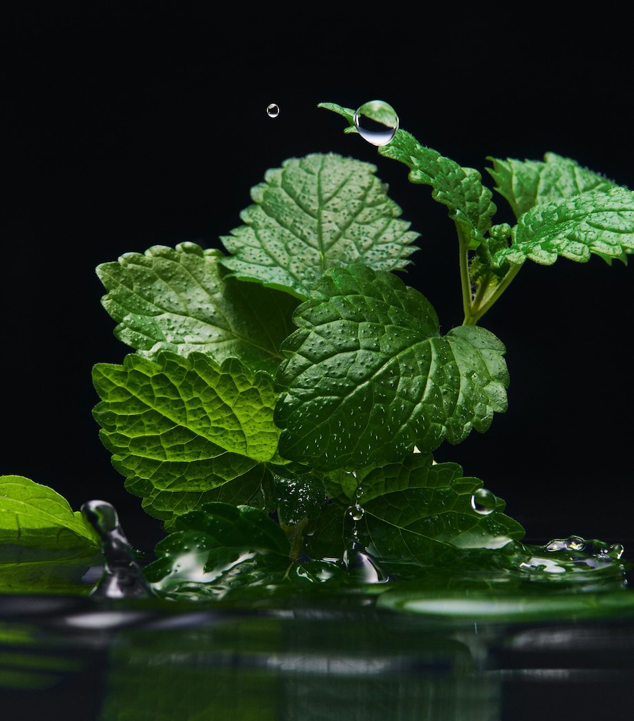 Velvet Black Patchouli Eau de Parfum (100ml) NO COLOUR Image 4