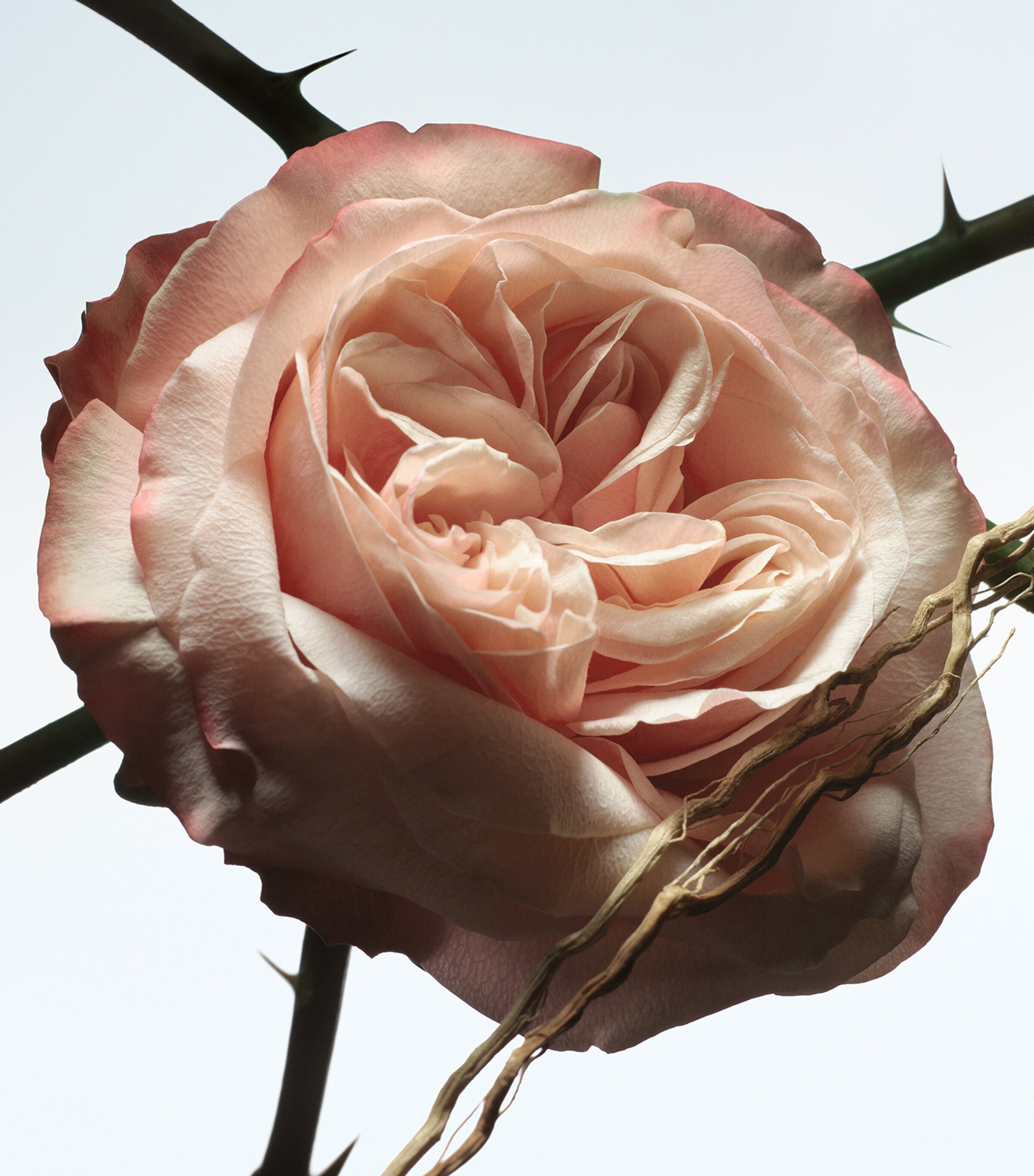 DRIES VAN NOTEN Rosa Carnívora Eau de Parfum (100ml) Image 4