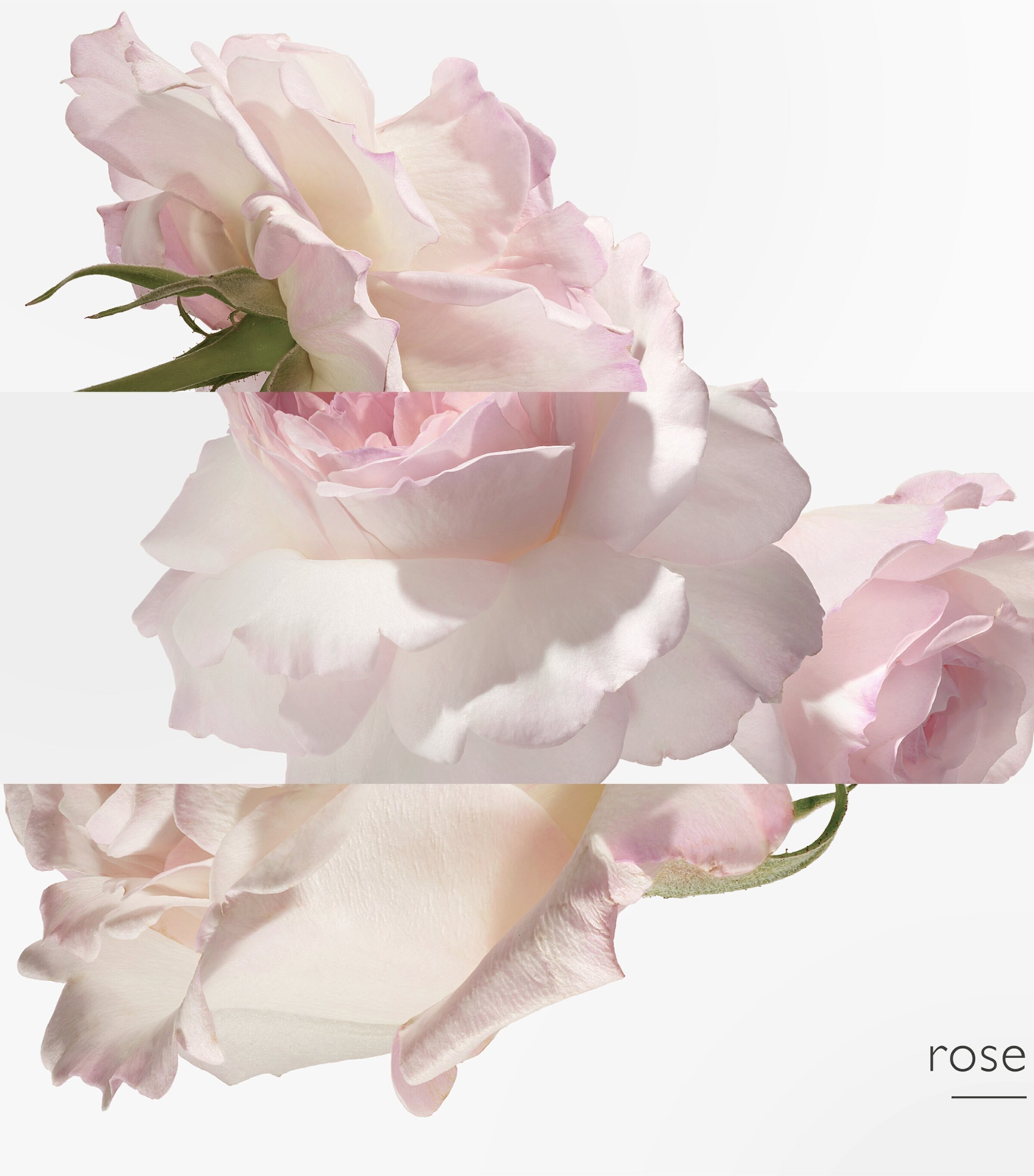 Twilly d'Hermès Eau Poivrée Eau de Parfum (50ml) NO COLOUR Image 5