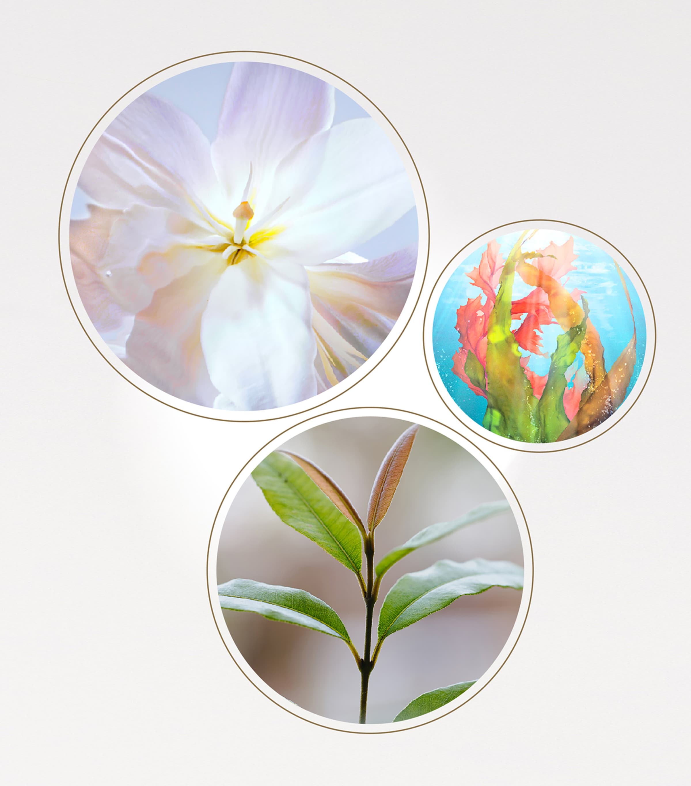 The Serum (75ml) NO COLOUR Image 5