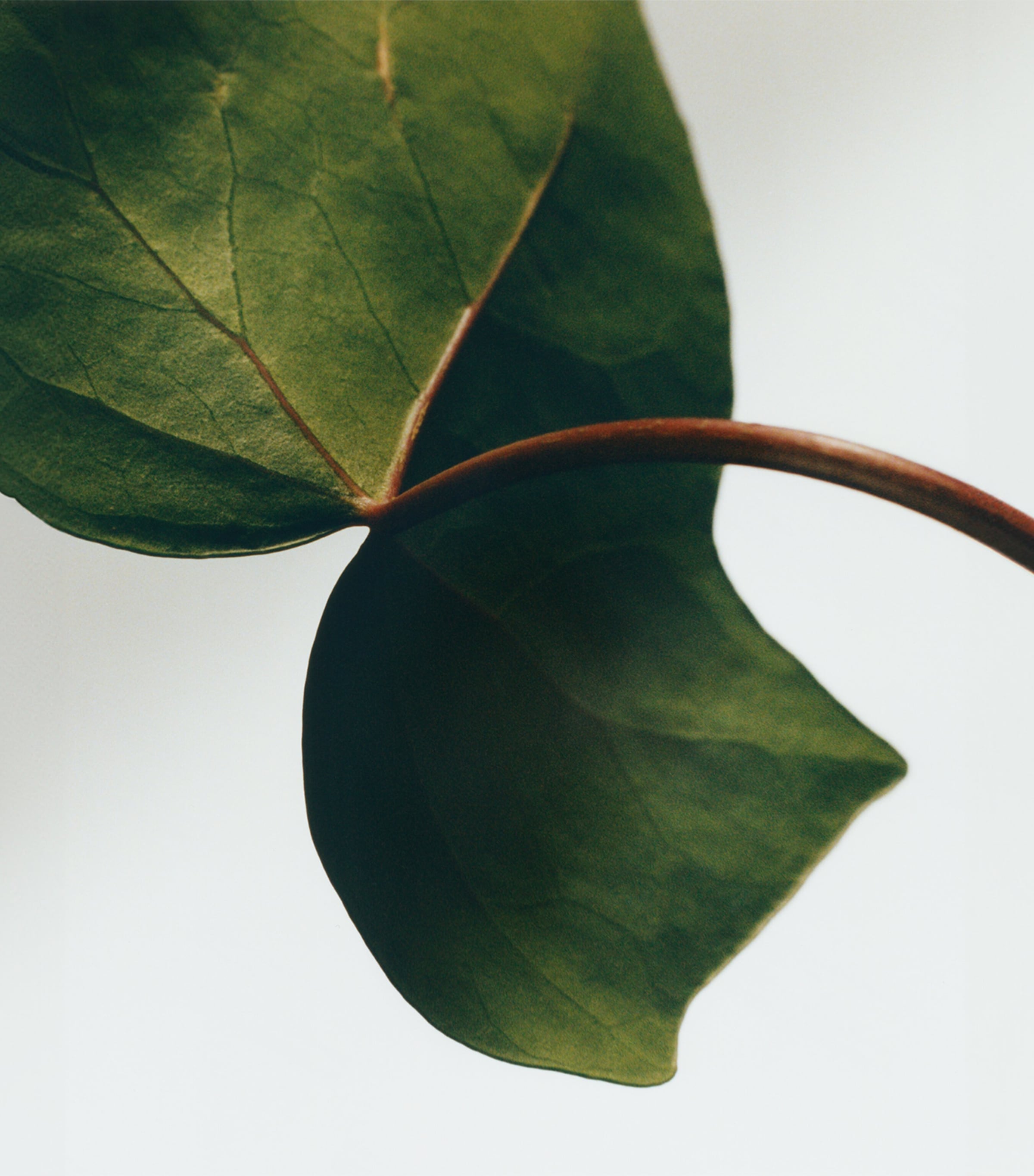 Medium Ivy Candle (610g) NO COLOUR Image 3