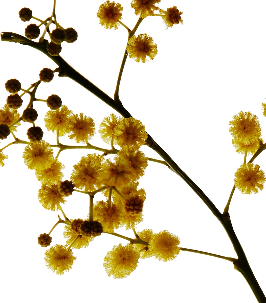 Small Mimosa Scented Candle NO COLOUR Image 3