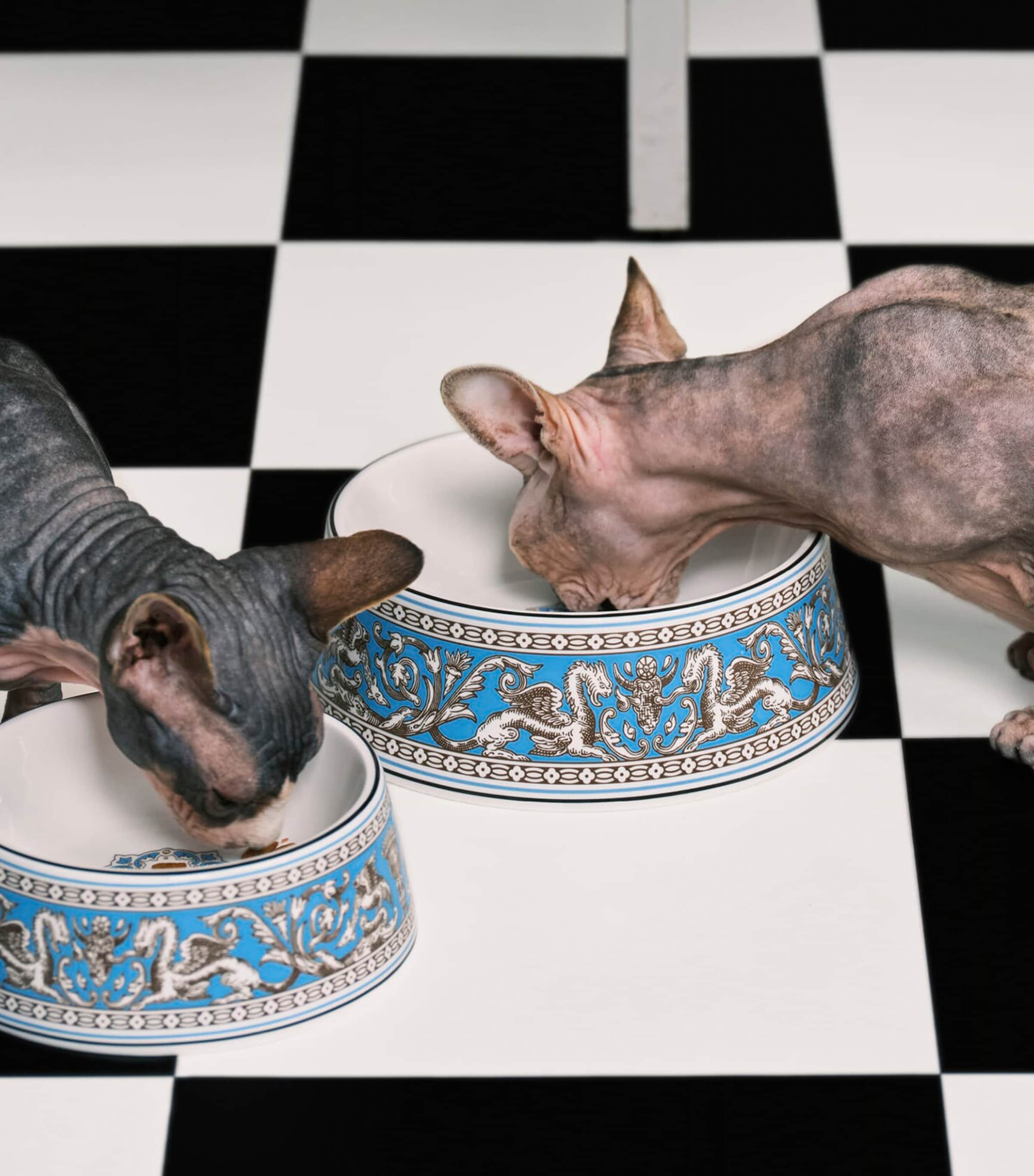 Bone China Florentine Pet Bowl (17cm) TURQUOISE Image 2