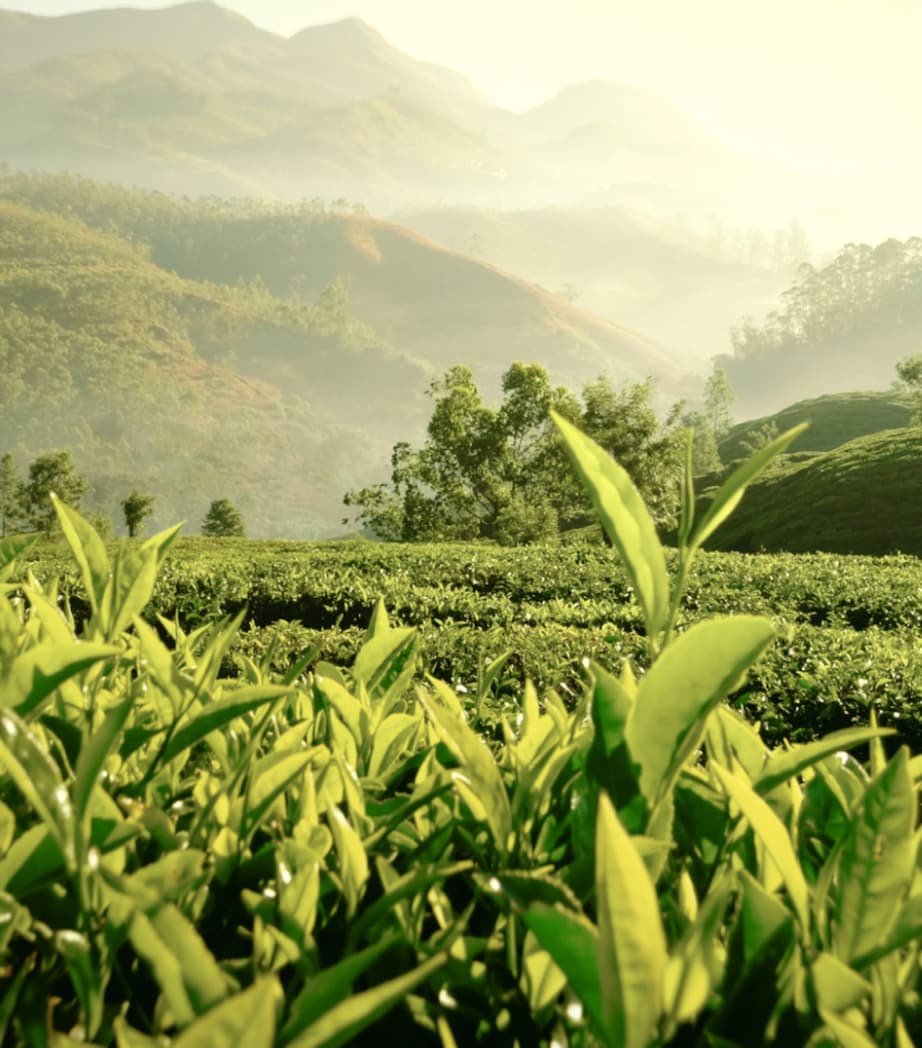 Tender Light Eau de Parfum (100ml) NO COLOUR Image 5