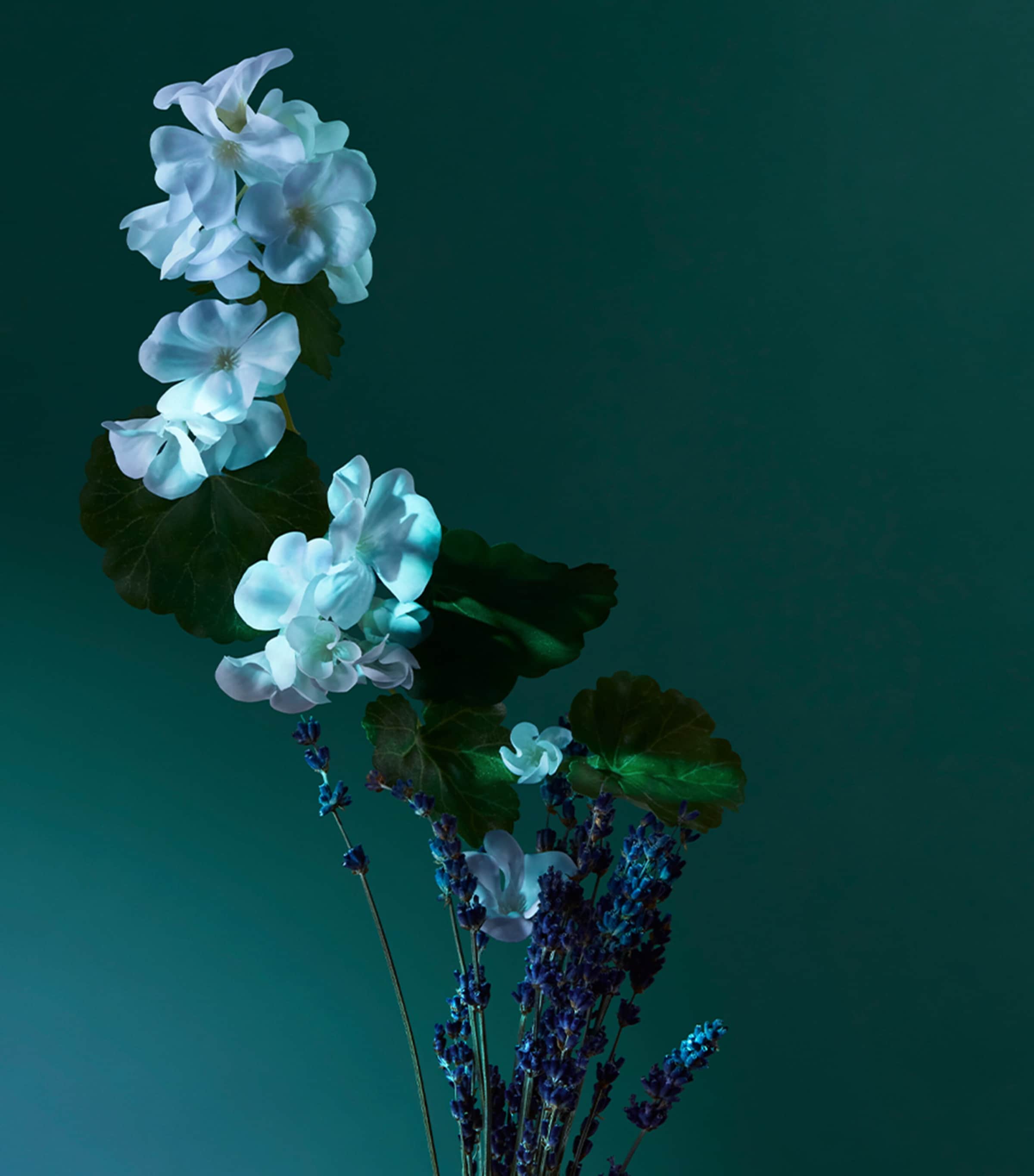 Balm of Calm Eau de Parfum (100ml) NO COLOUR Image 6