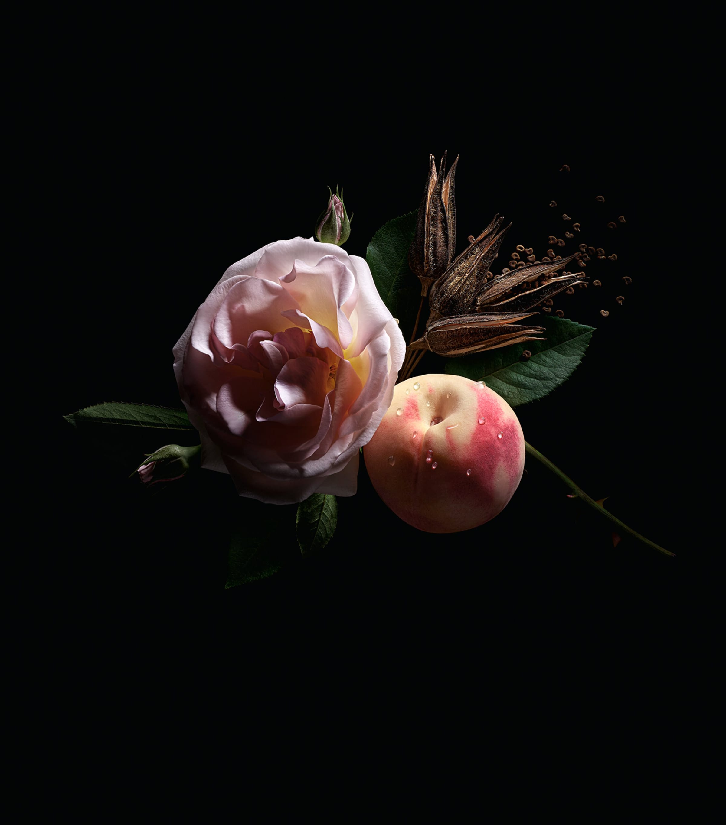 Her Majesty Eau de Parfum (50ml) NO COLOUR Image 4