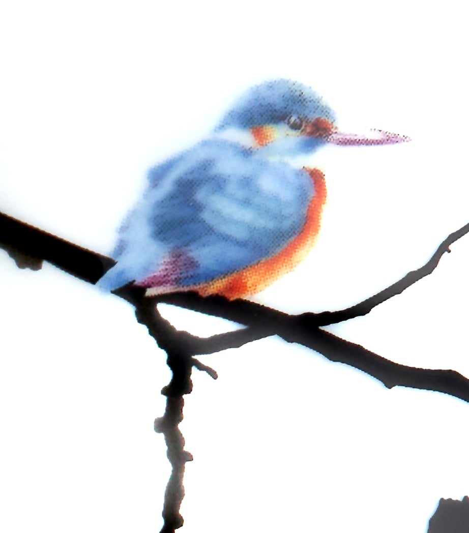 Meissen Porcelain Kingfisher Mug Image 5