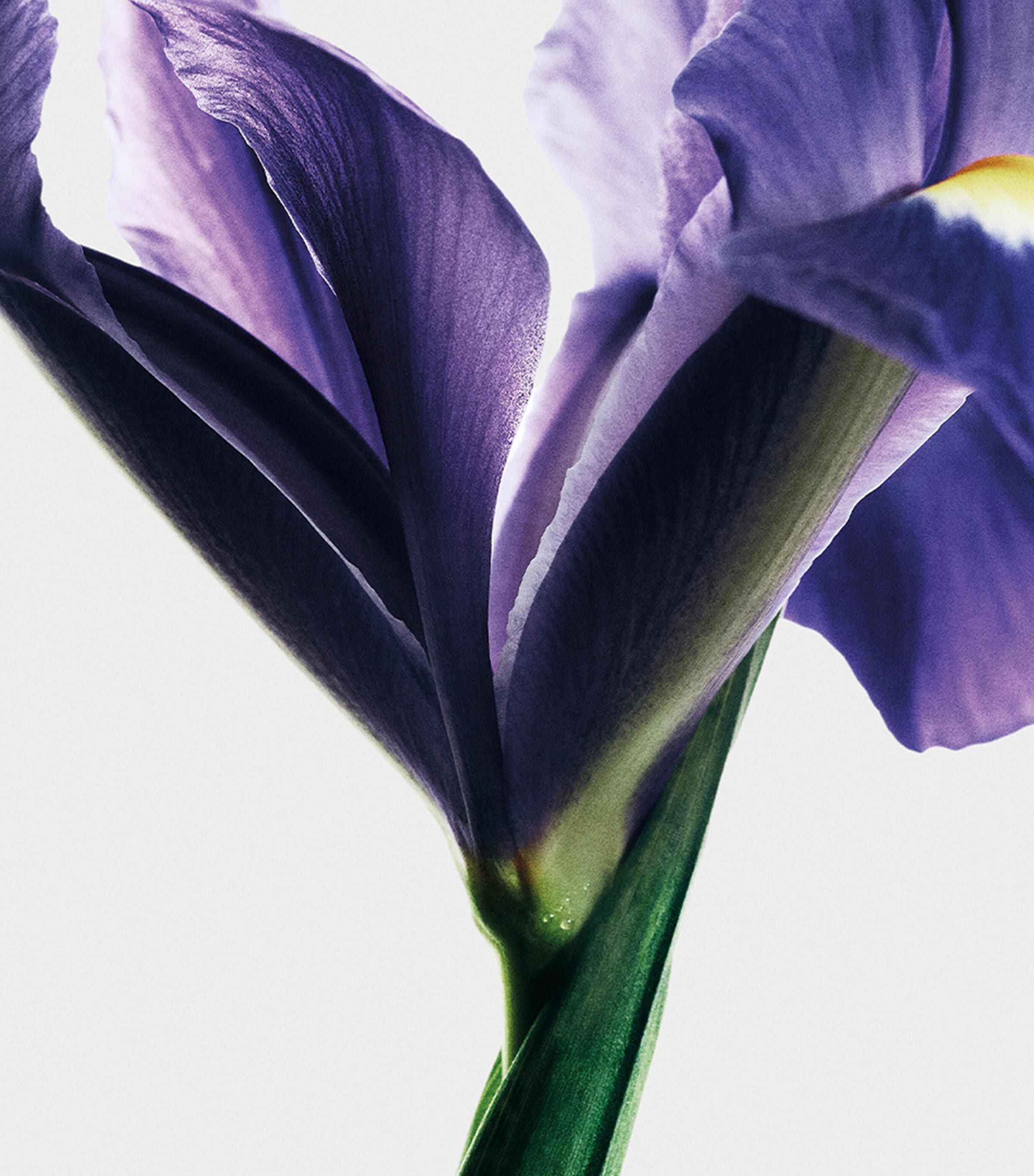 Iris Root Eau de Parfum (100ml) NO COLOUR Image 3