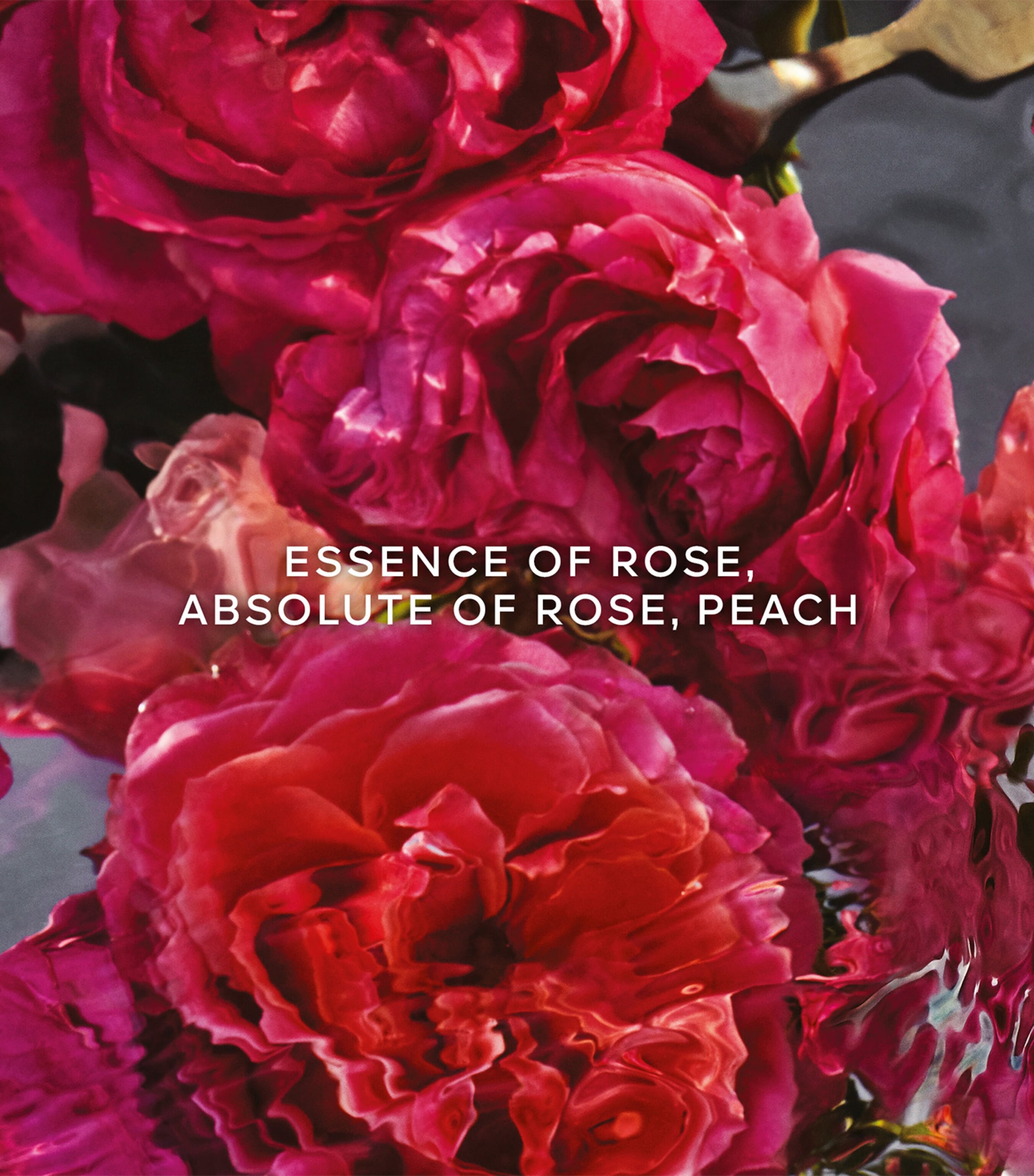 Aqua Allegoria Forte Rosa Rossa Eau de Parfum (75ml) NO COLOUR Image 2