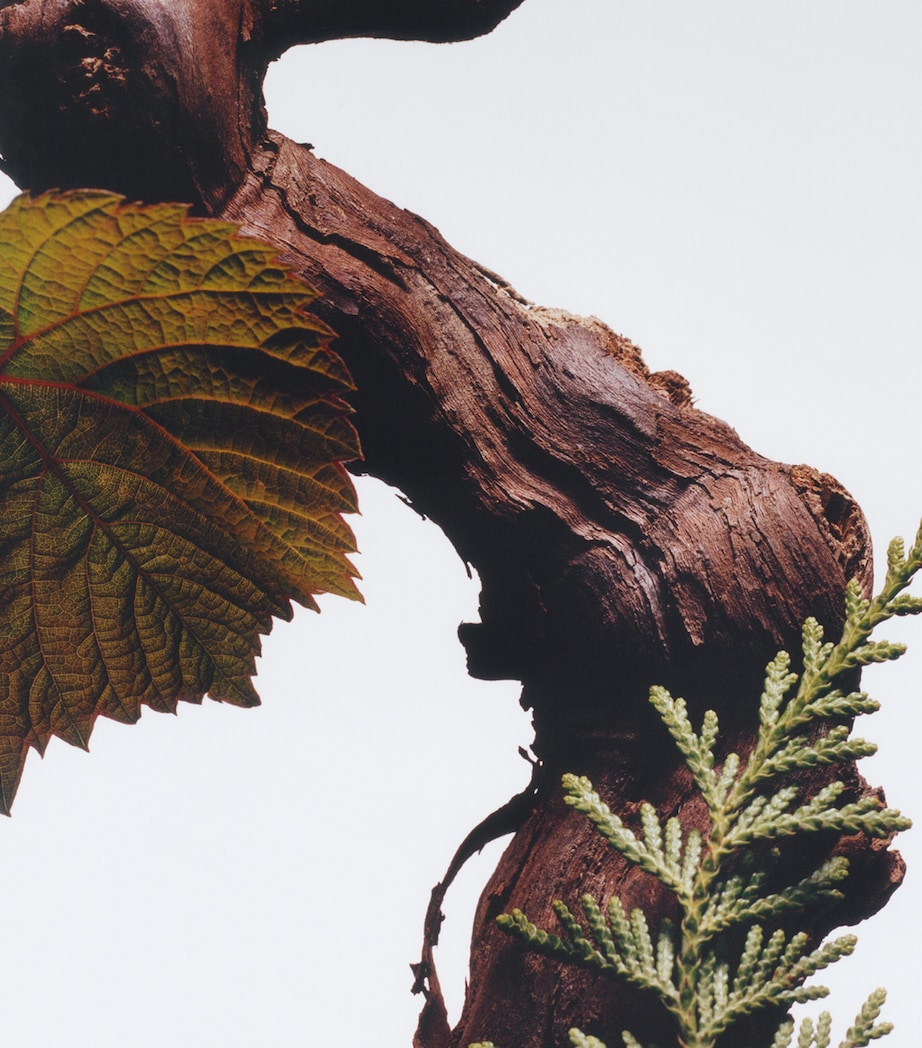 Cypress & Grapevine Body & Hand Wash (250ml) NO COLOUR Image 3