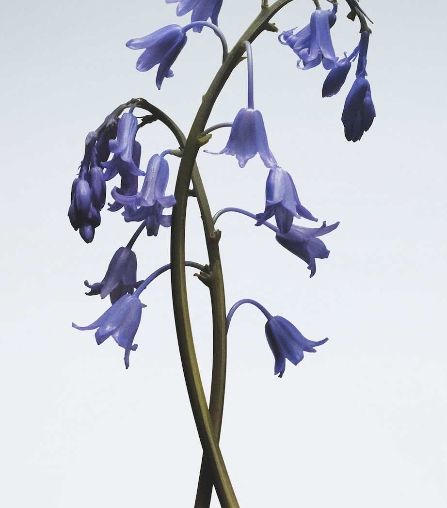 Wild Bluebell Cologne NO COLOUR Image 3