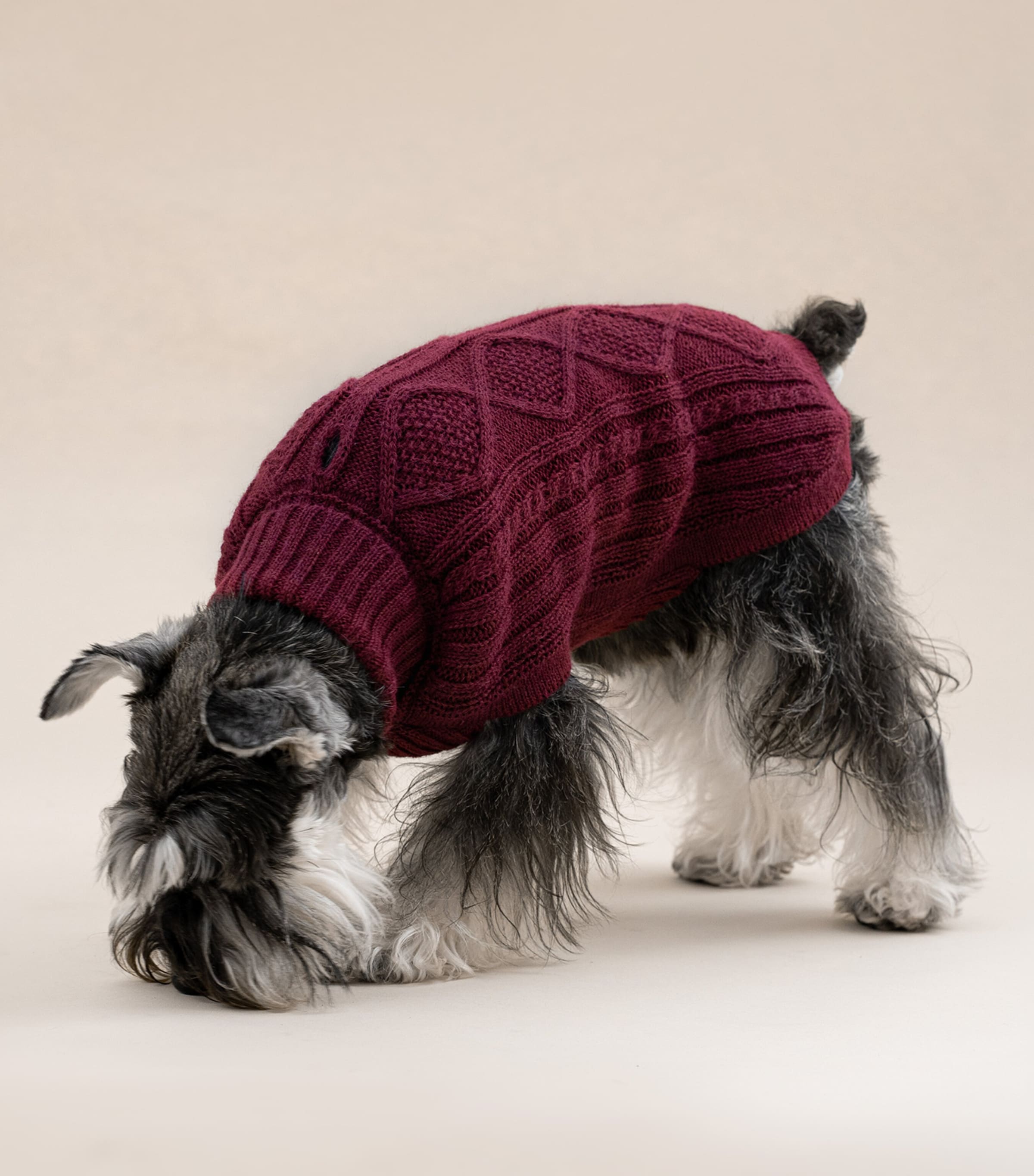 ALQO WASI Alpaca-Blend Aran Knit Dog Sweater (Medium) Red Wine Image 6