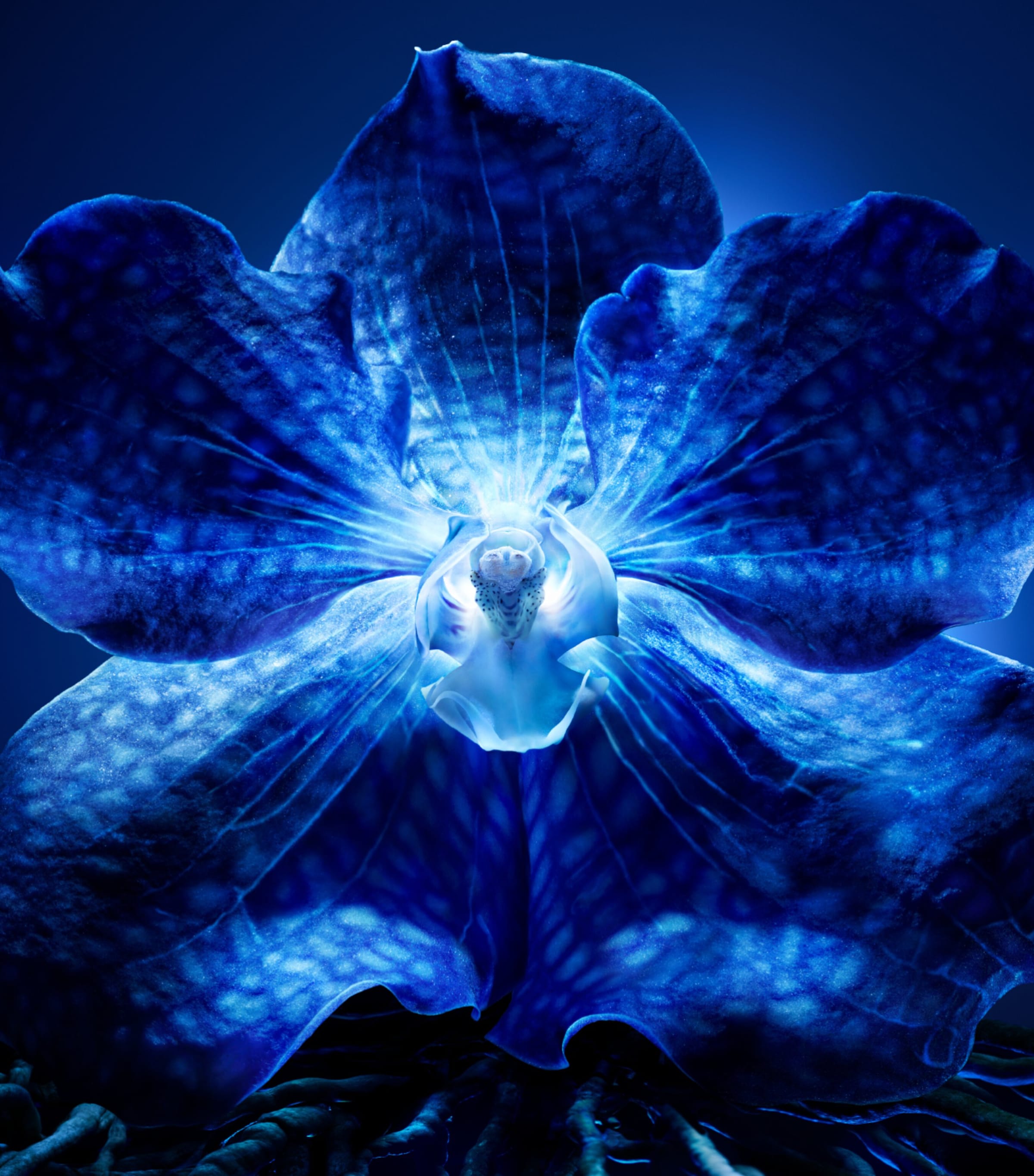 Orchidée Impériale The Longevity Rich Cream (50ml) - Refill NO COLOUR Image 5