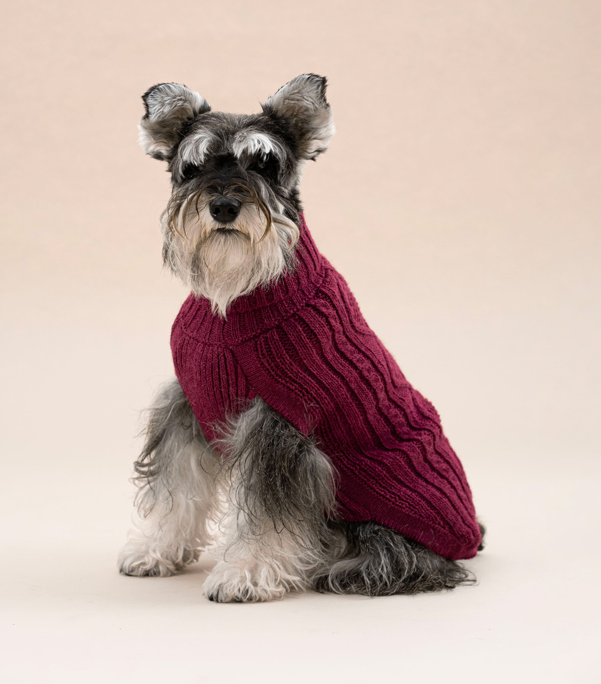 ALQO WASI Alpaca-Blend Aran Knit Dog Sweater (XX-Small) Red Wine Image 2