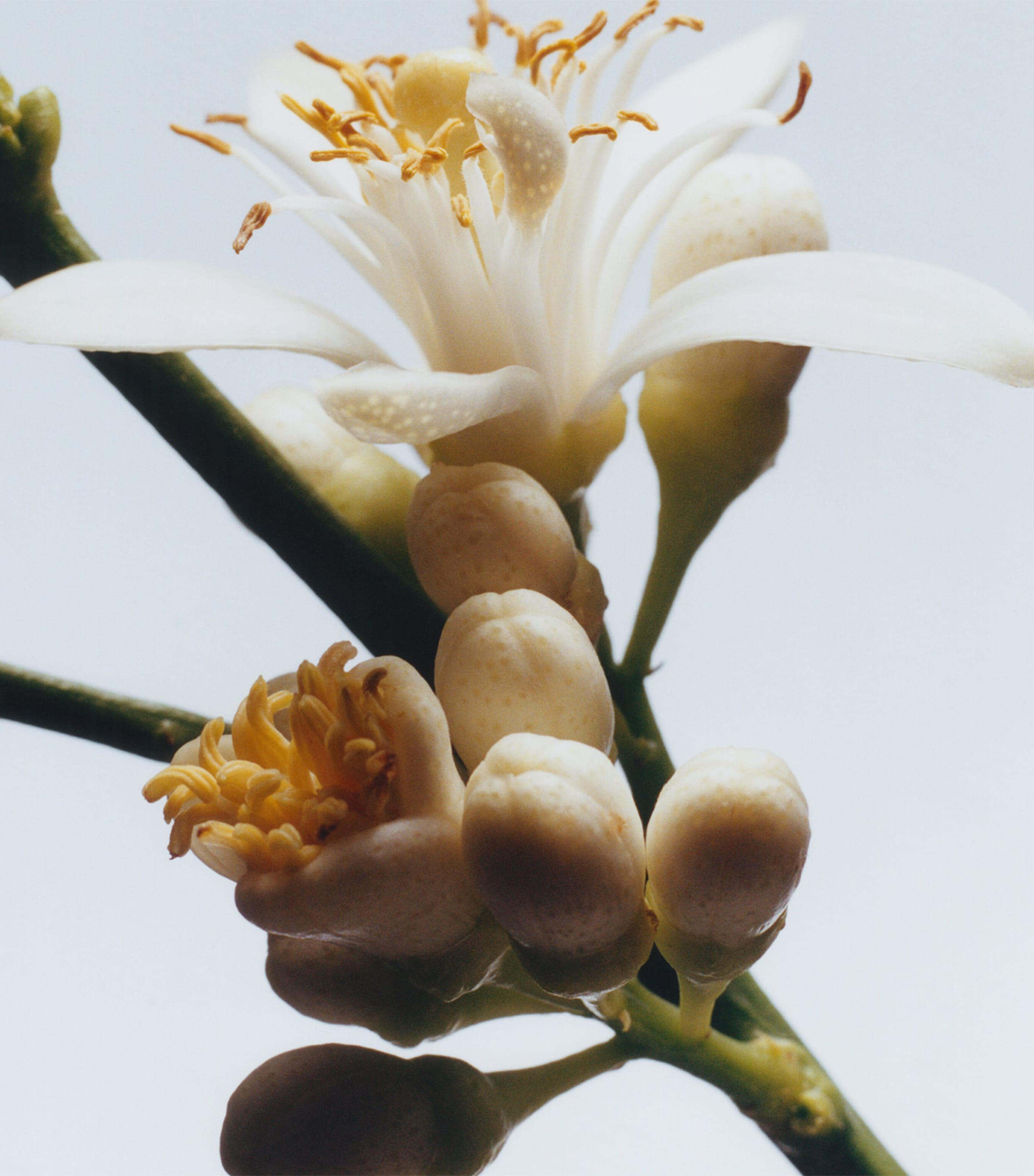 Orange Blossom Classic Candle (200g) NO COLOUR Image 3